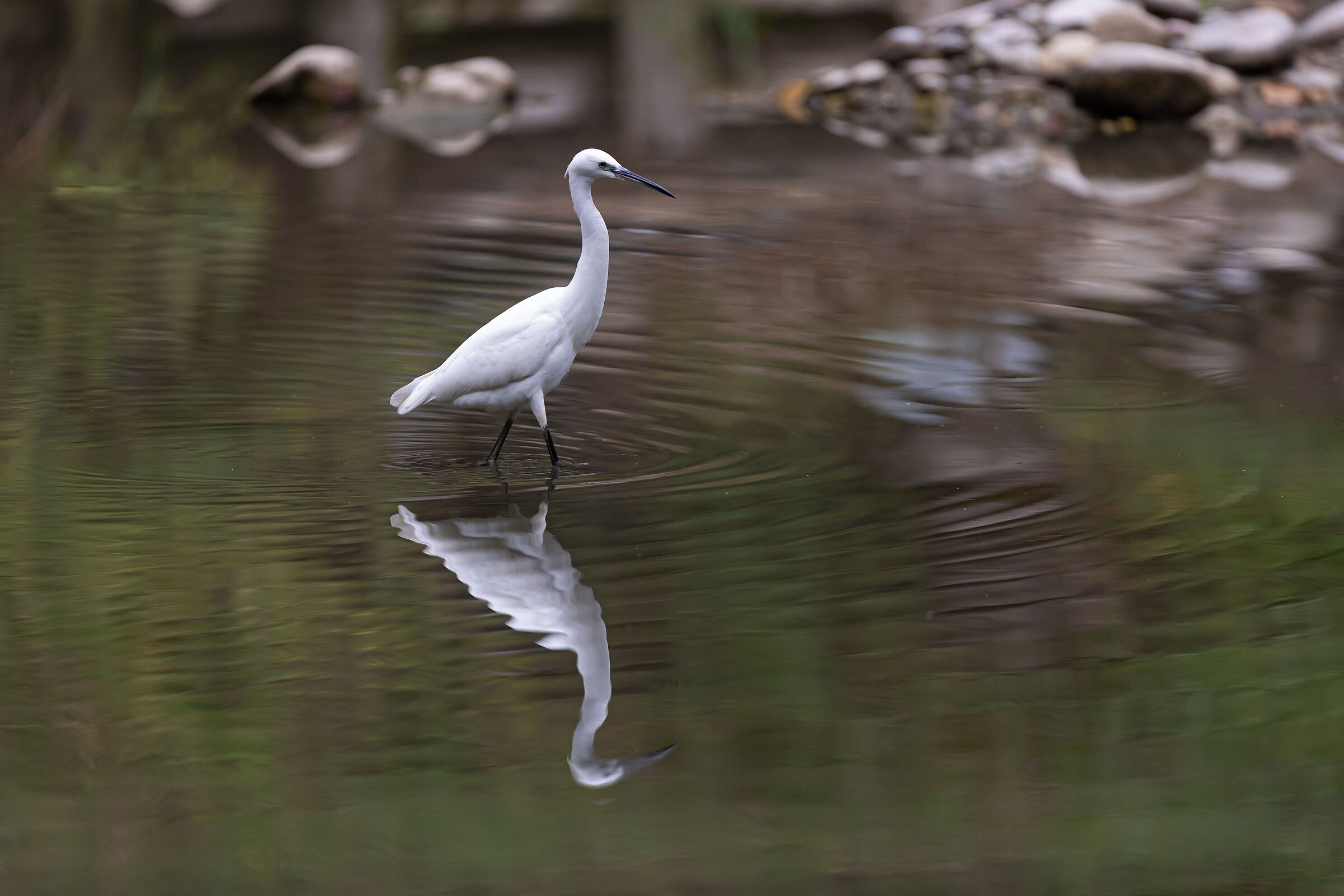 Garzetta ad Imbersago