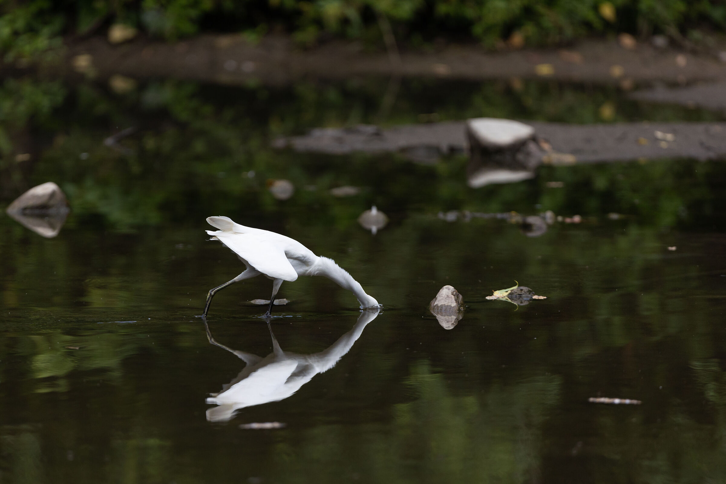 Se faccio cosi non mi vede nessuno...