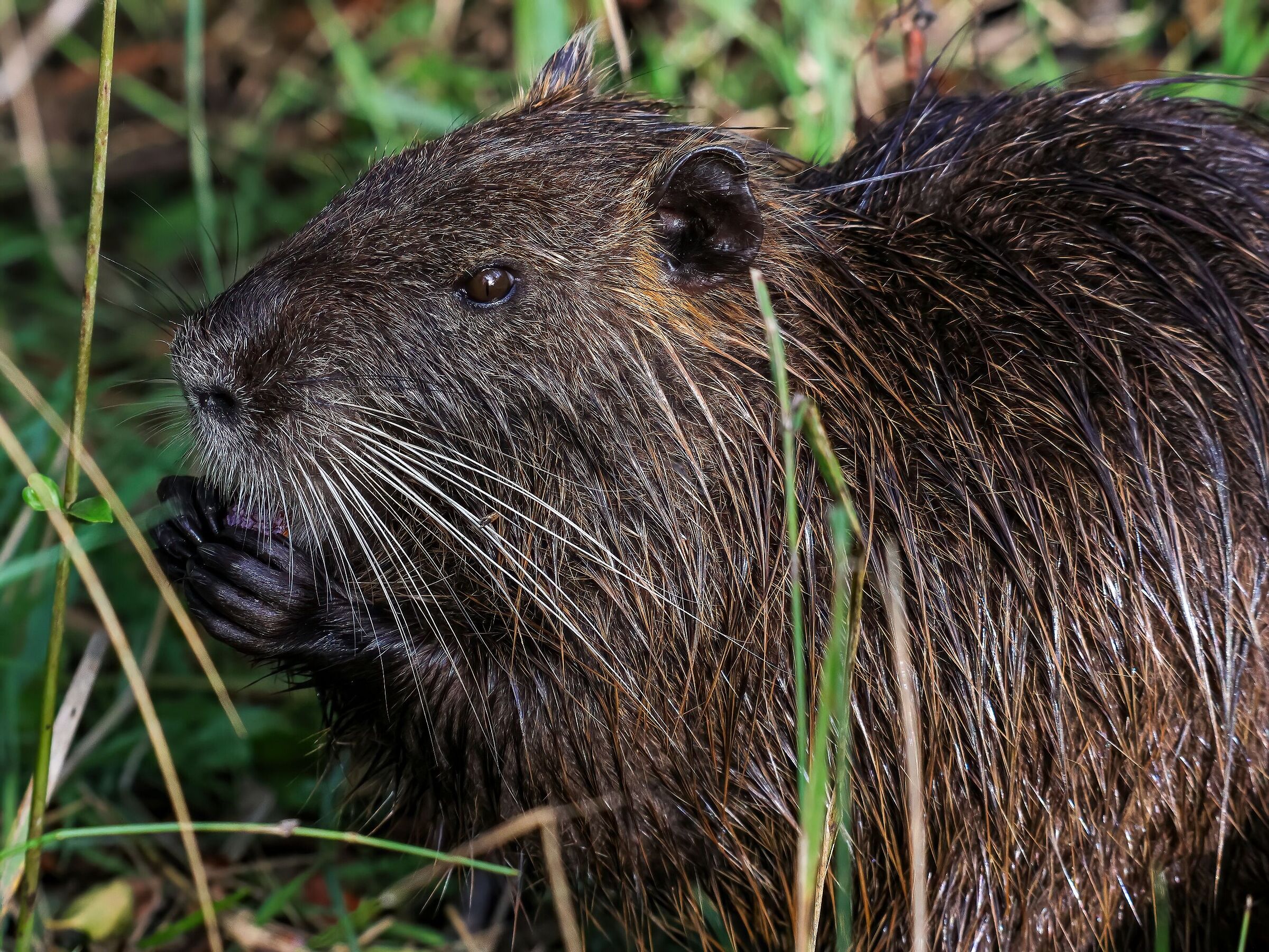 Stuzzichino di mattino