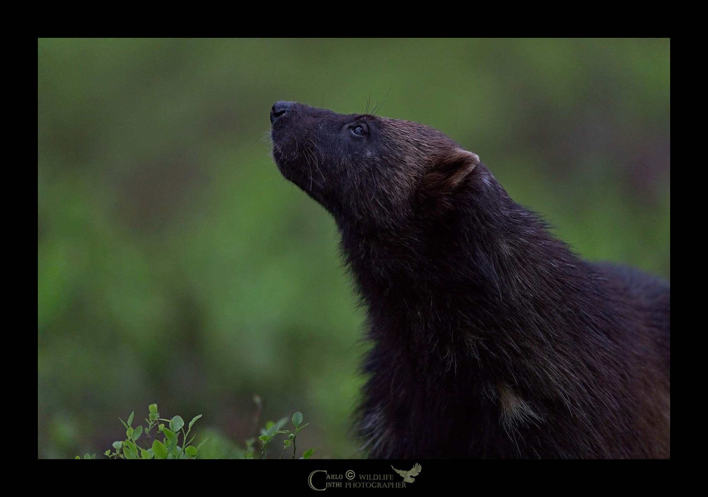 Portrait of the Wolverine