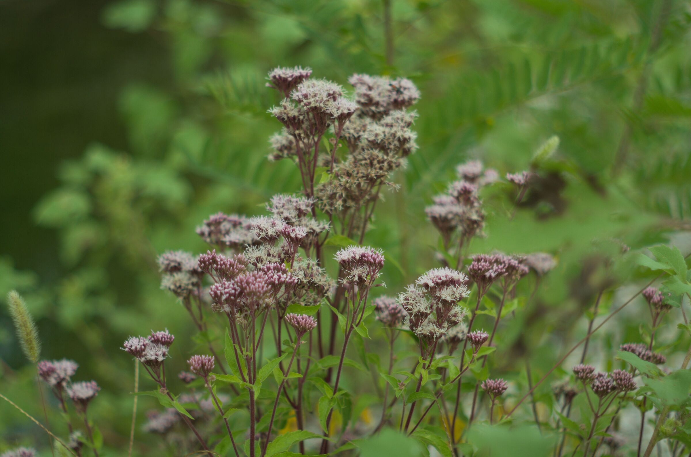 Impressioni di Settembre