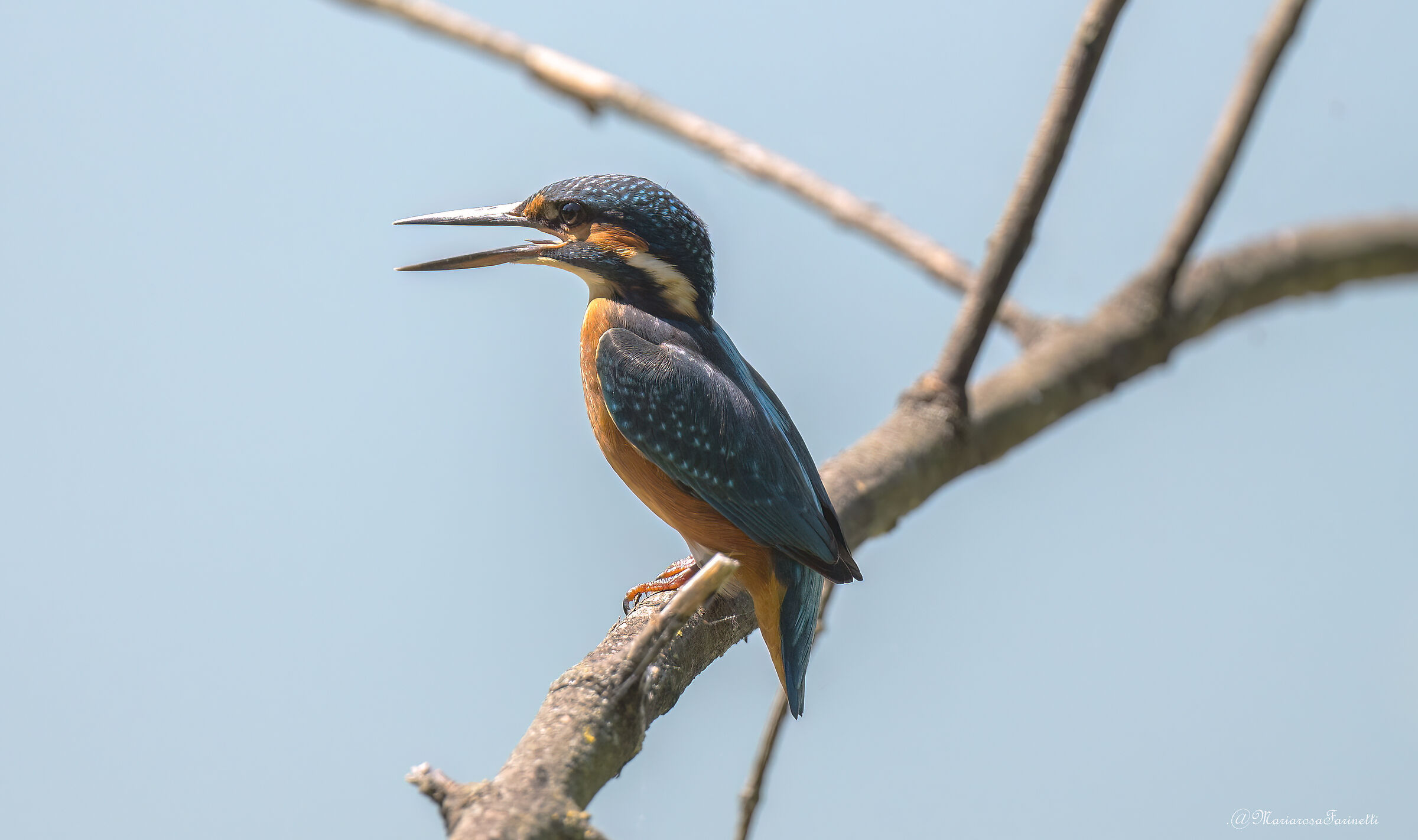 Kingfisher (strictly against the light)