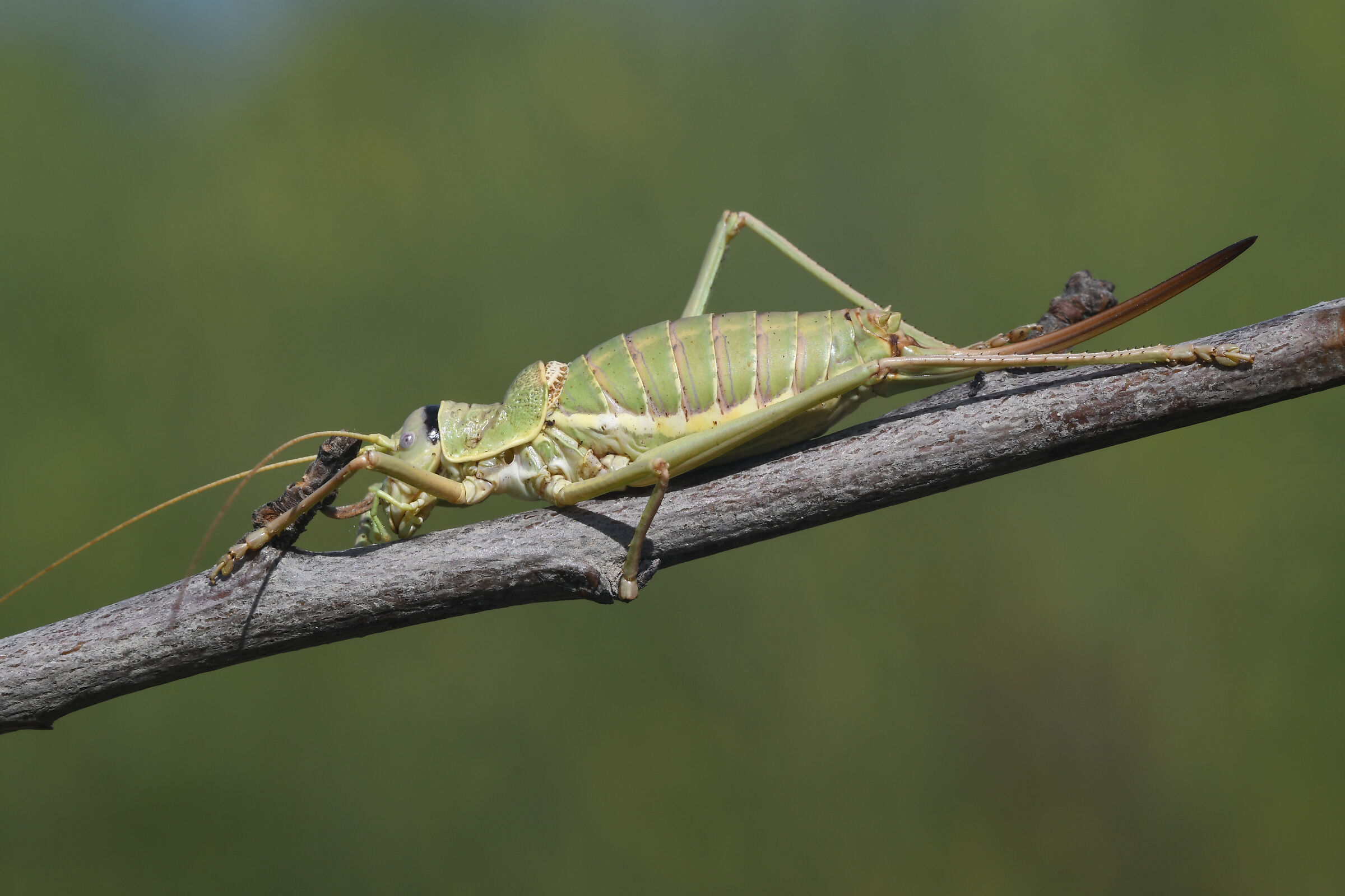 Ephippiger terrestris
