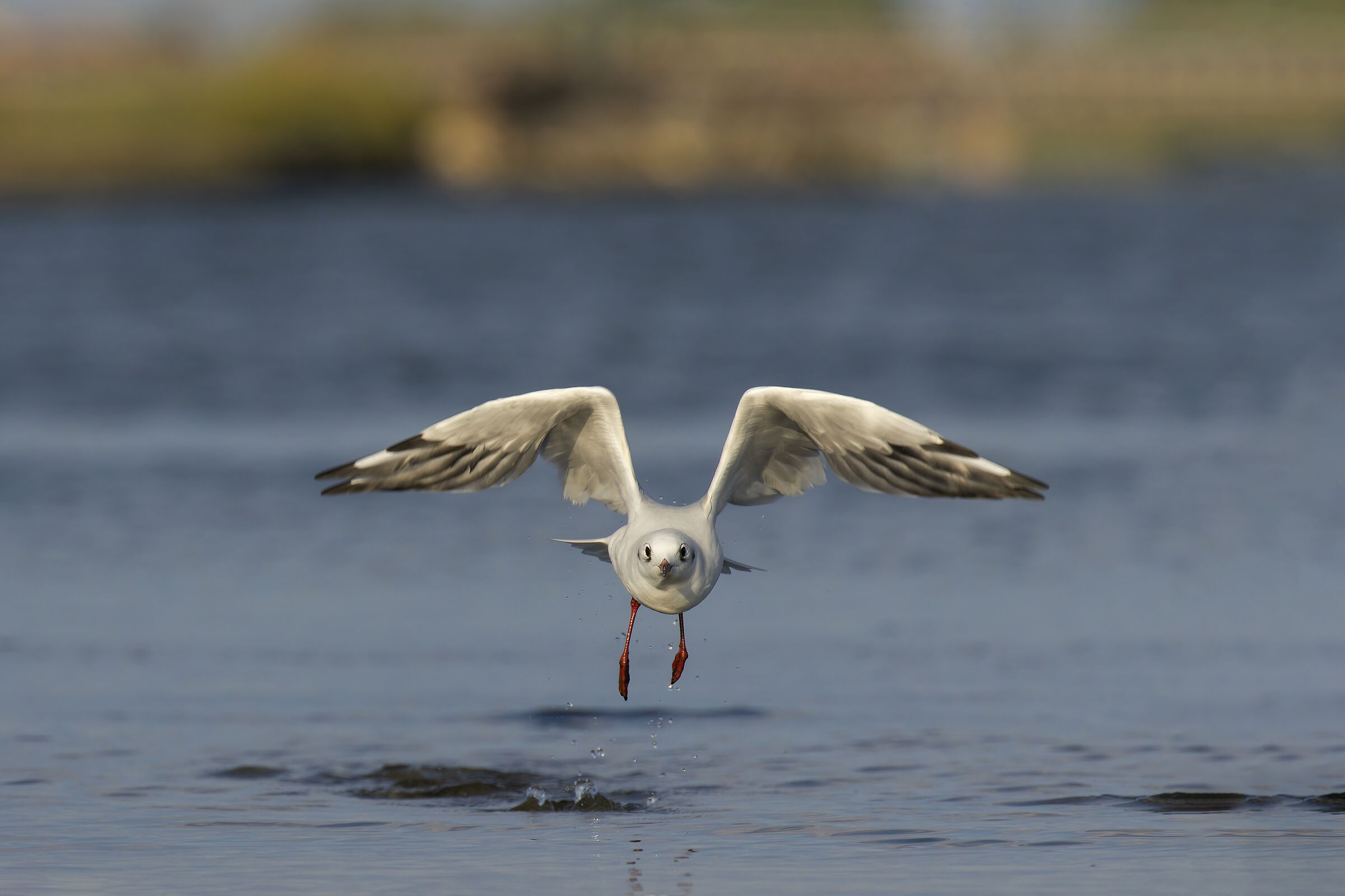 esempio della raffica r7