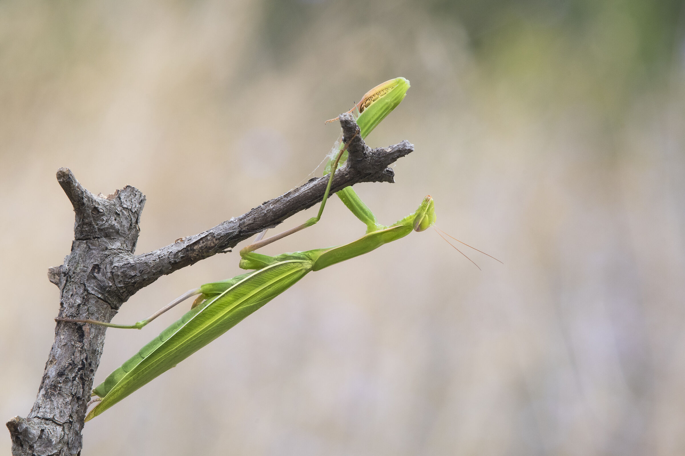 Mantide (Mantis religiosa Linnaeus, 1758)