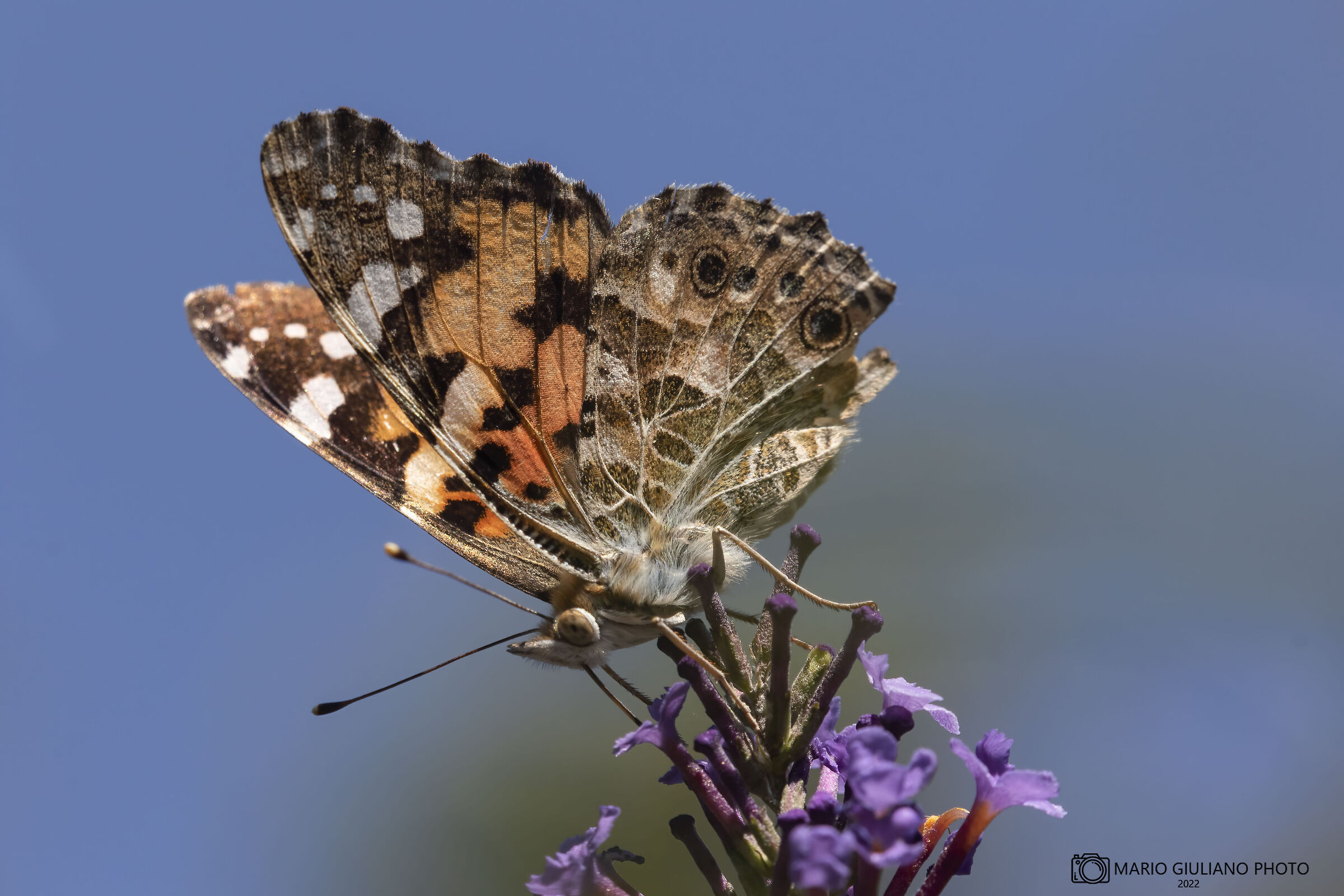 Vanessa cardui placeholder image