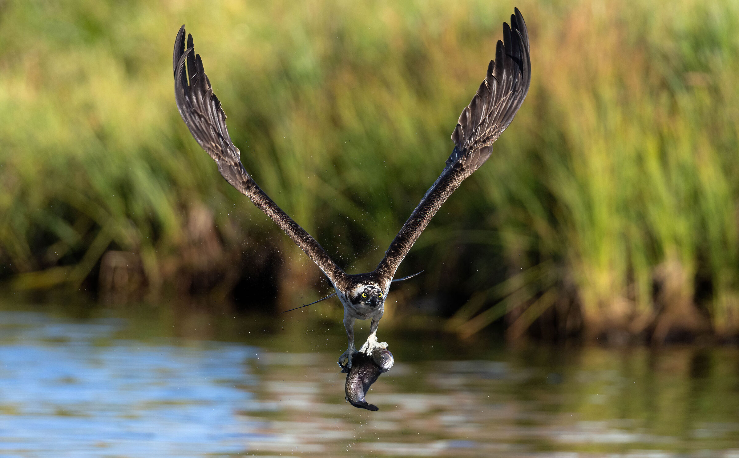 Falco pescatore con trota iridea.