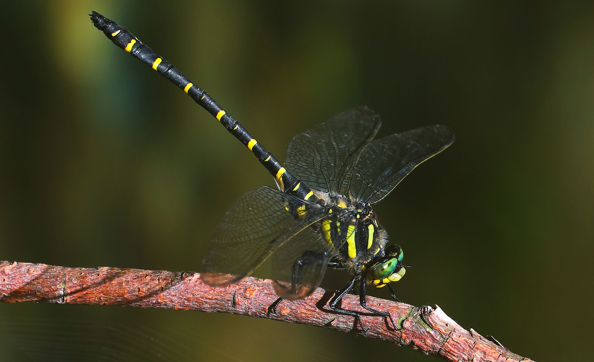 Onychogomphus forcipatus M
