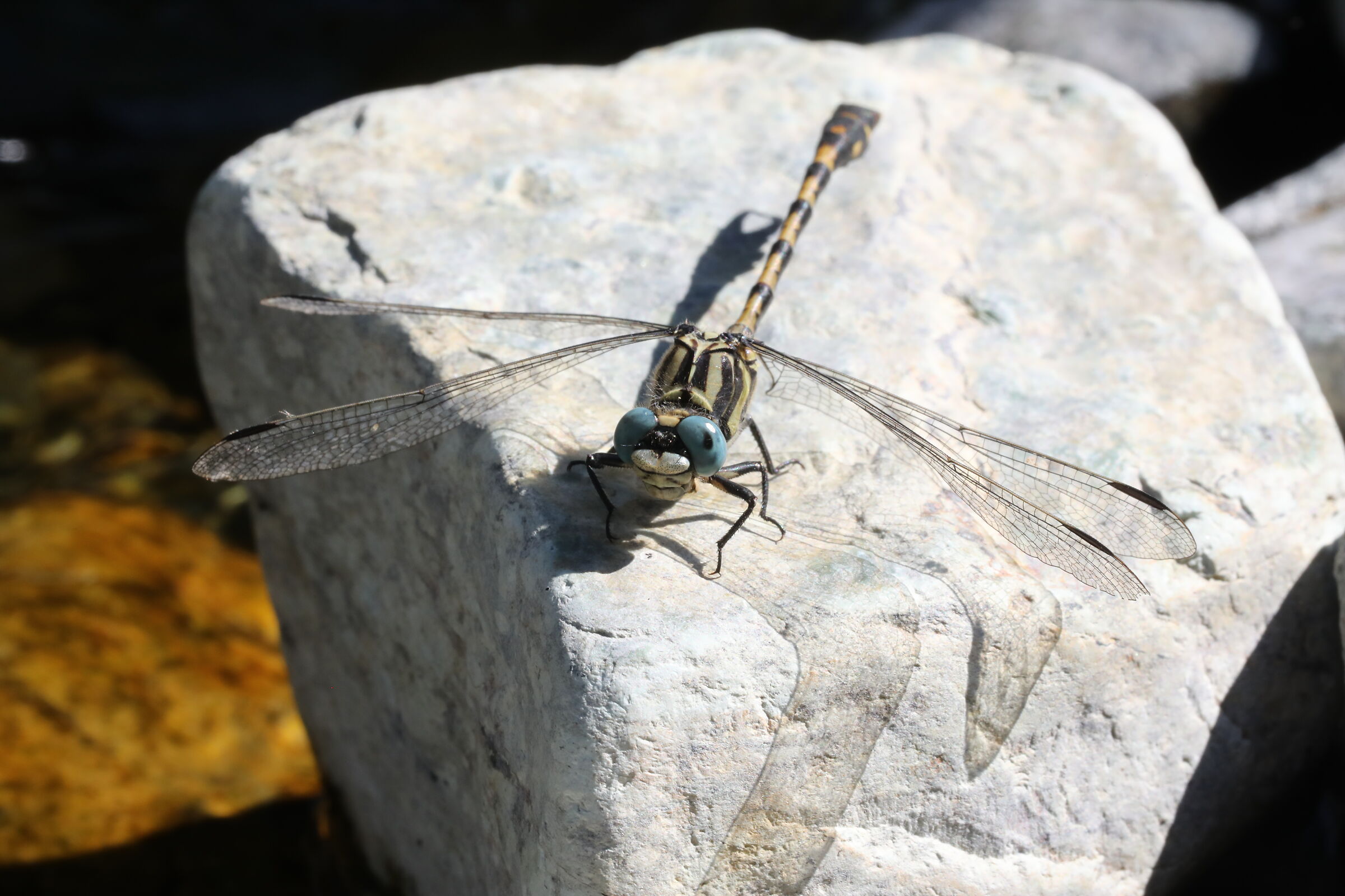 Onychogomphus forcipatus M