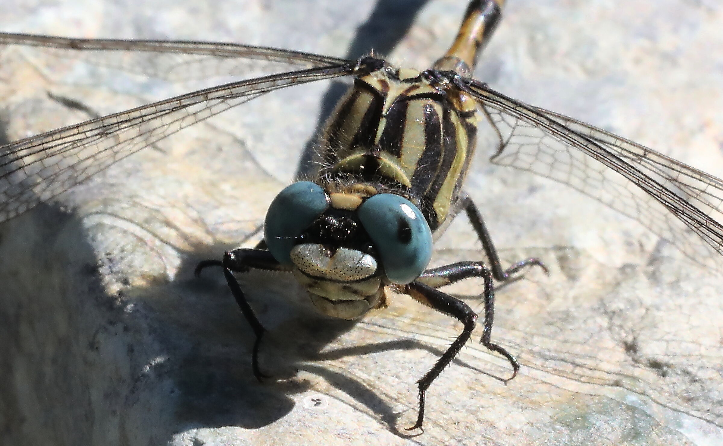 Onychogomphus forcipatus