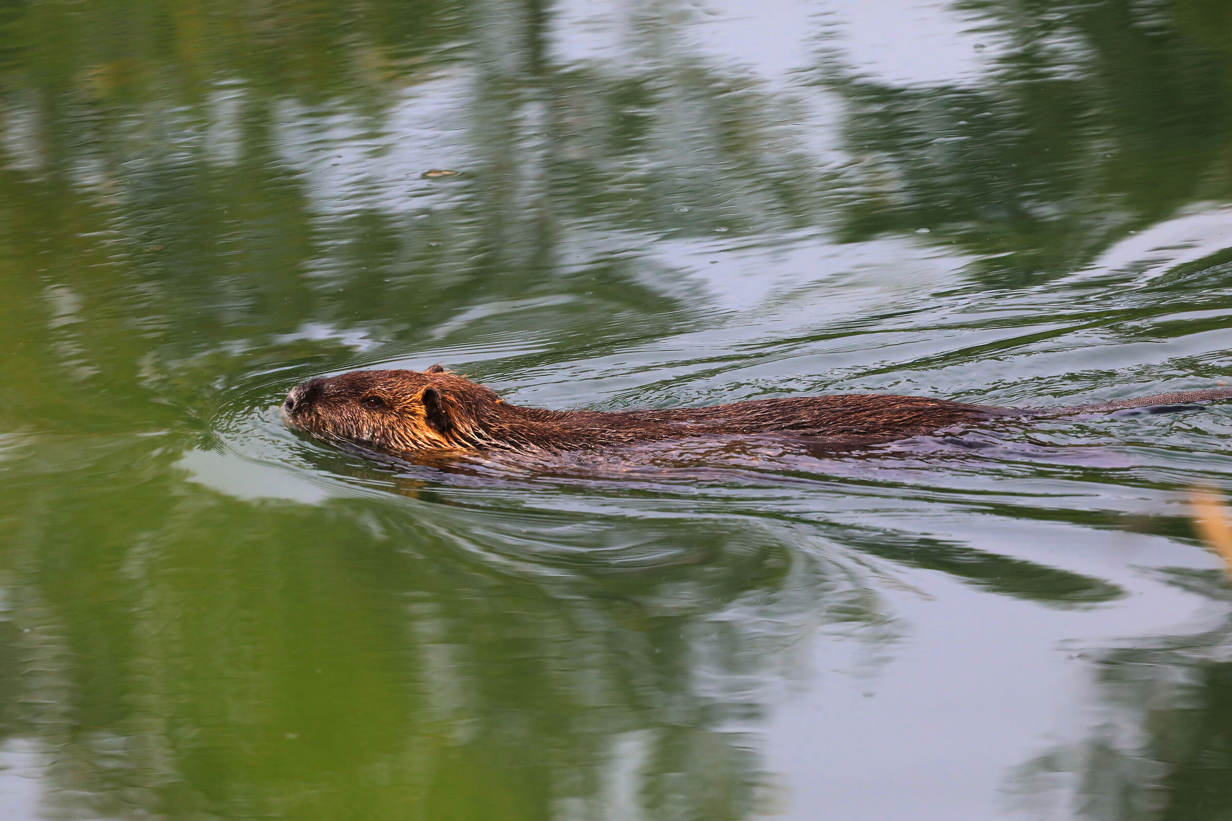 Myocastor coypus