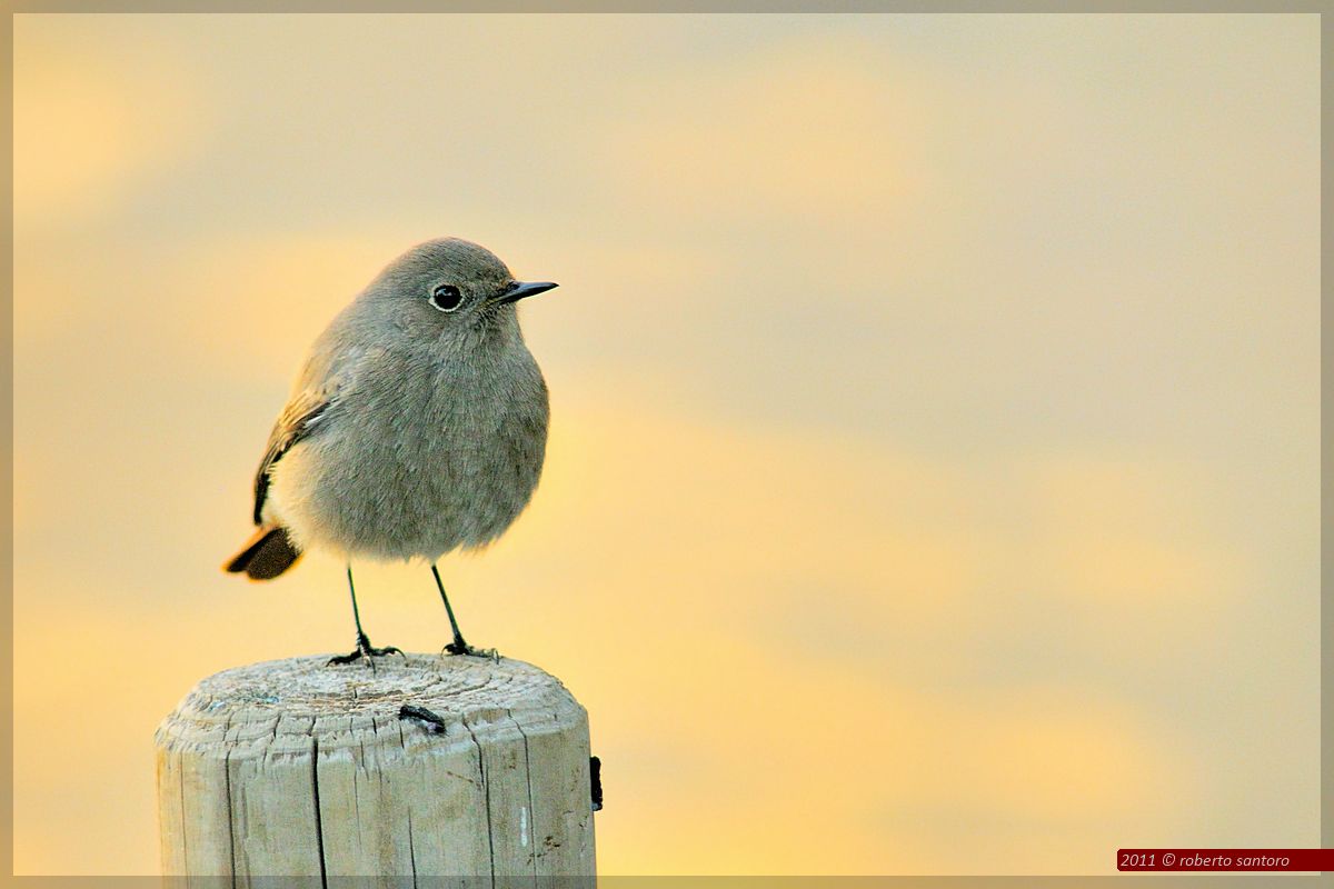 Codirosso spazzacamino femmina