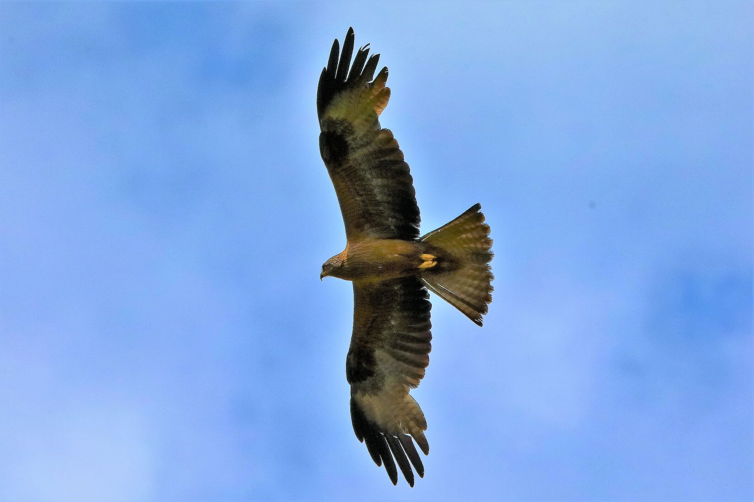 Nibbio bruno 29-06-2022