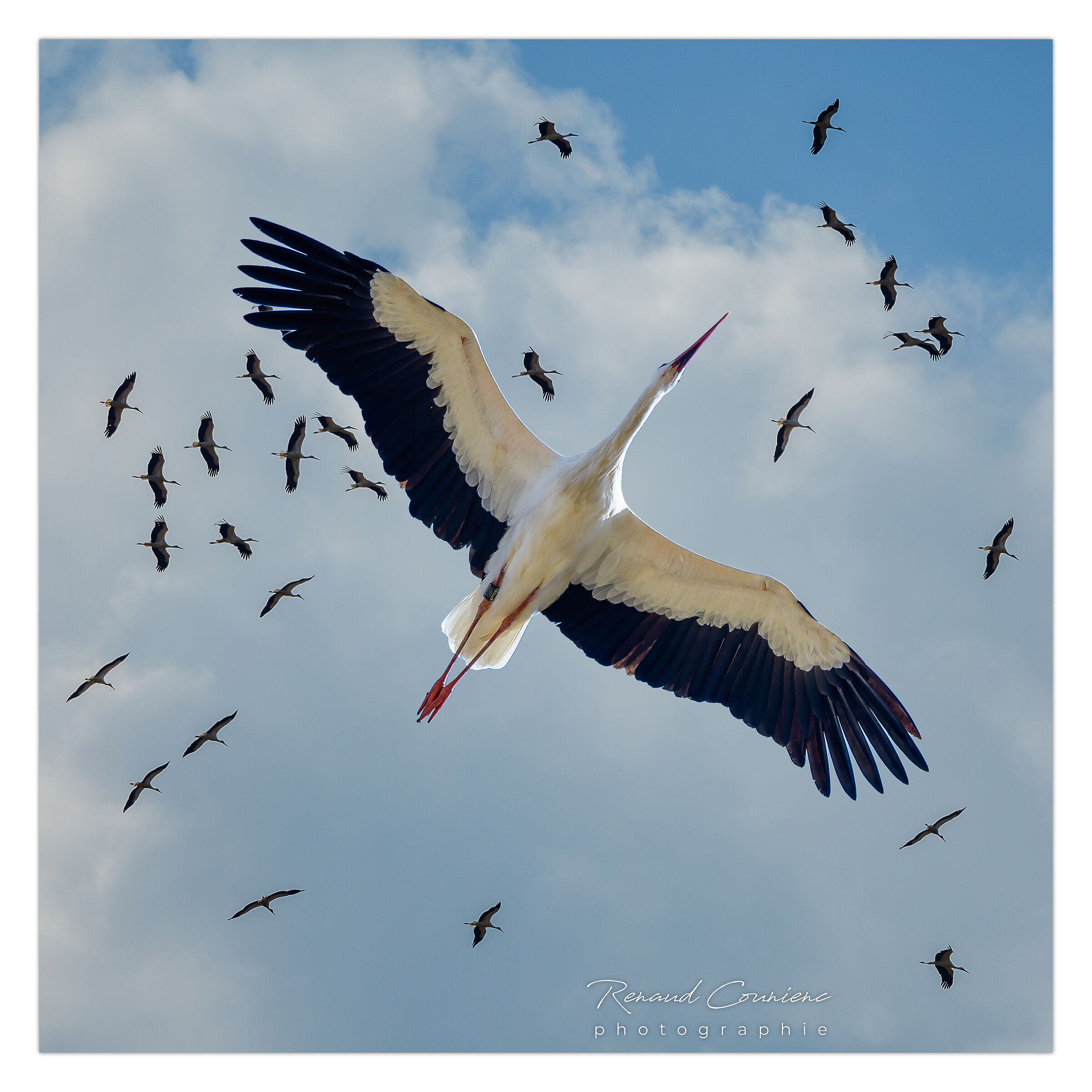 Post-nuptial migration