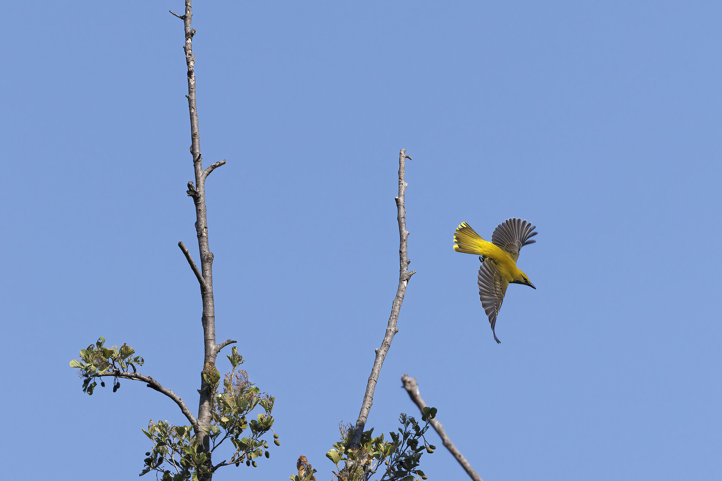 Oriole flight