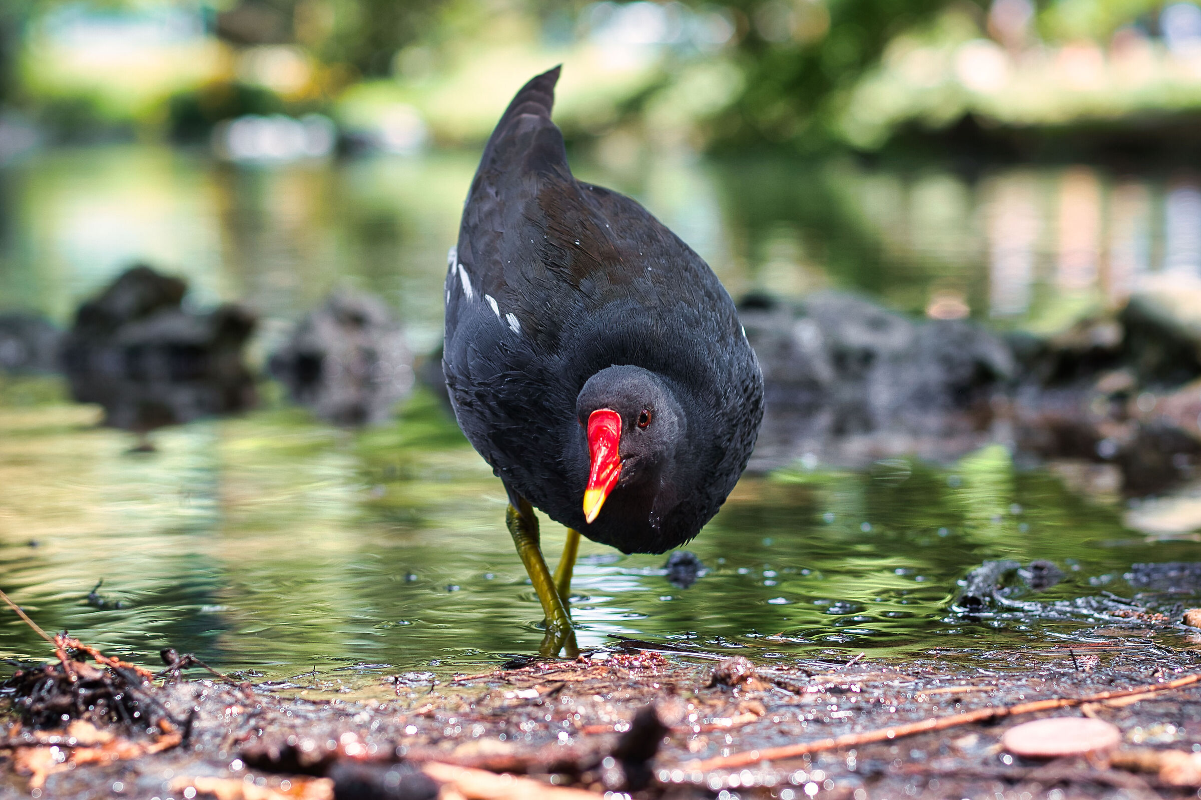 Gallinella d'acqua
