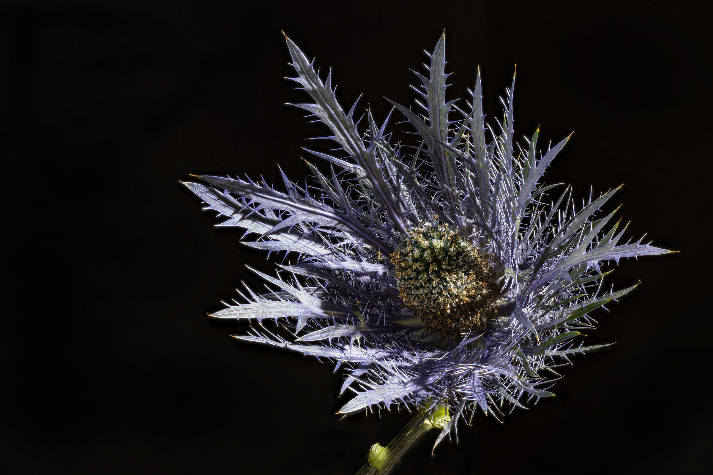 Eryngium alpinum