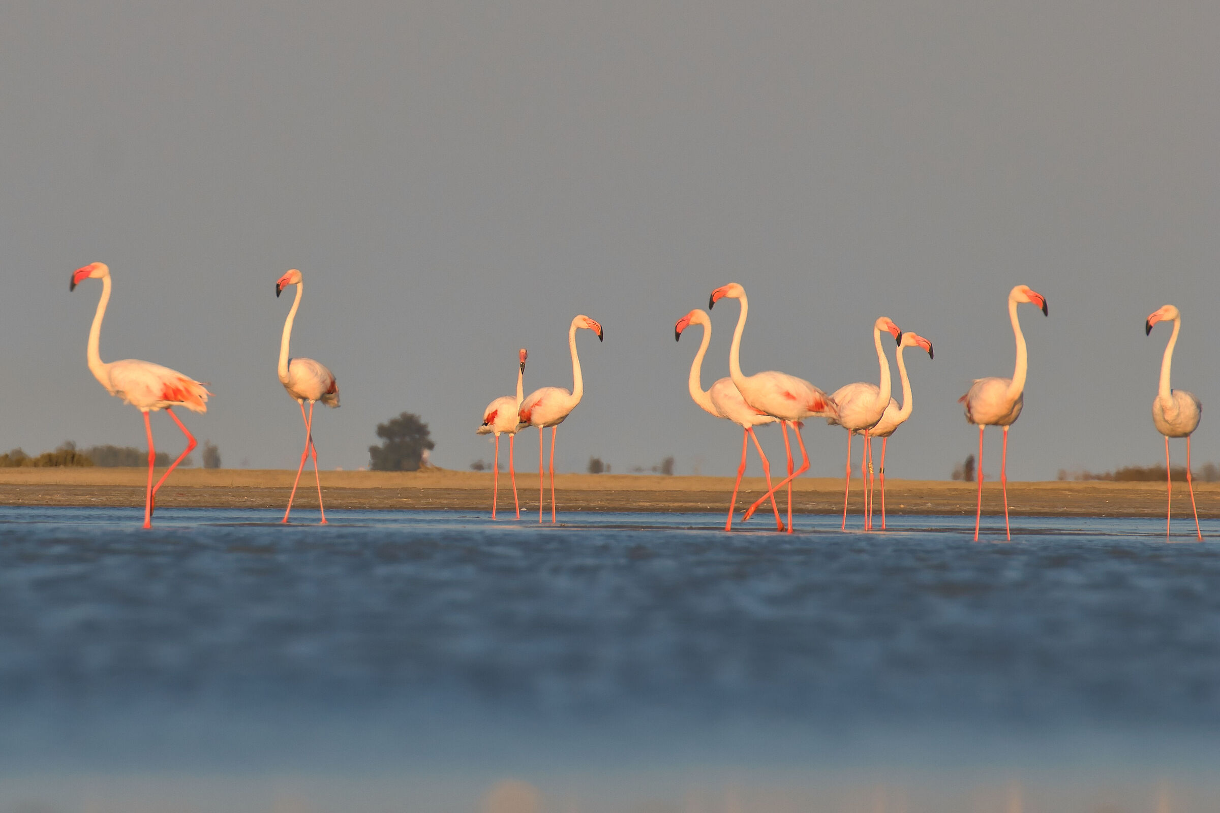 Flamingos - Camargue - France