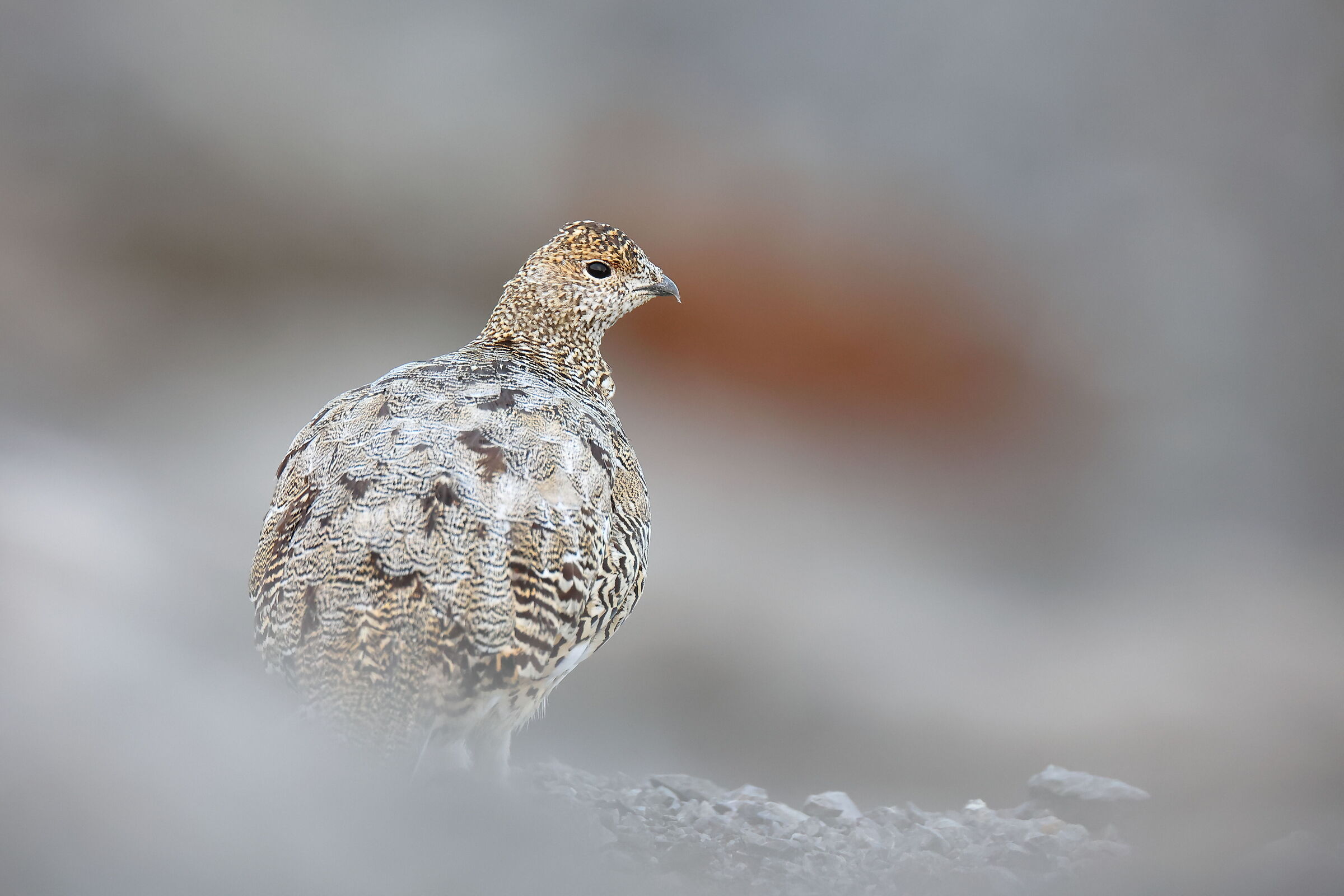 Ptarmigan