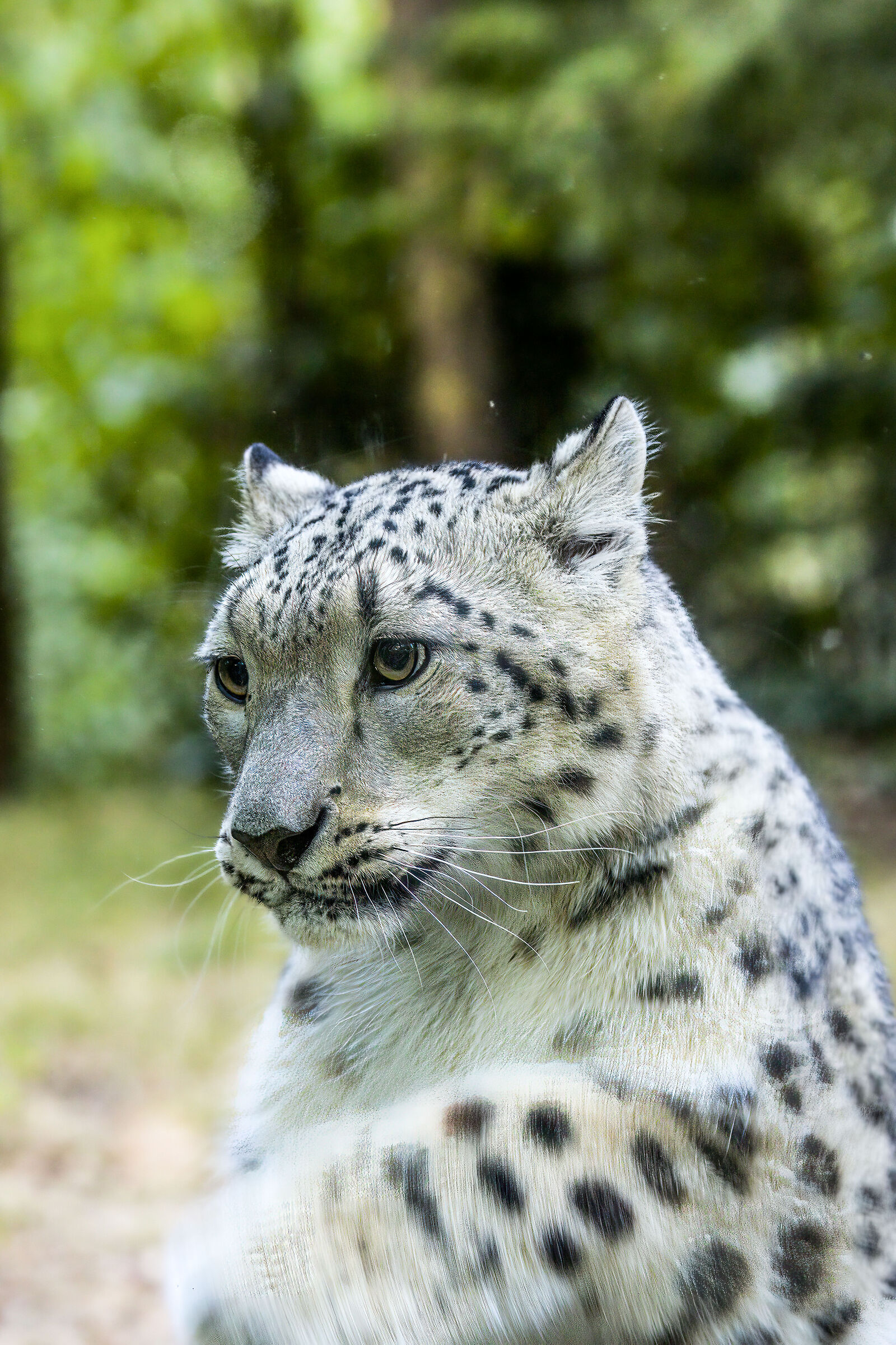 leopardo delle nevi