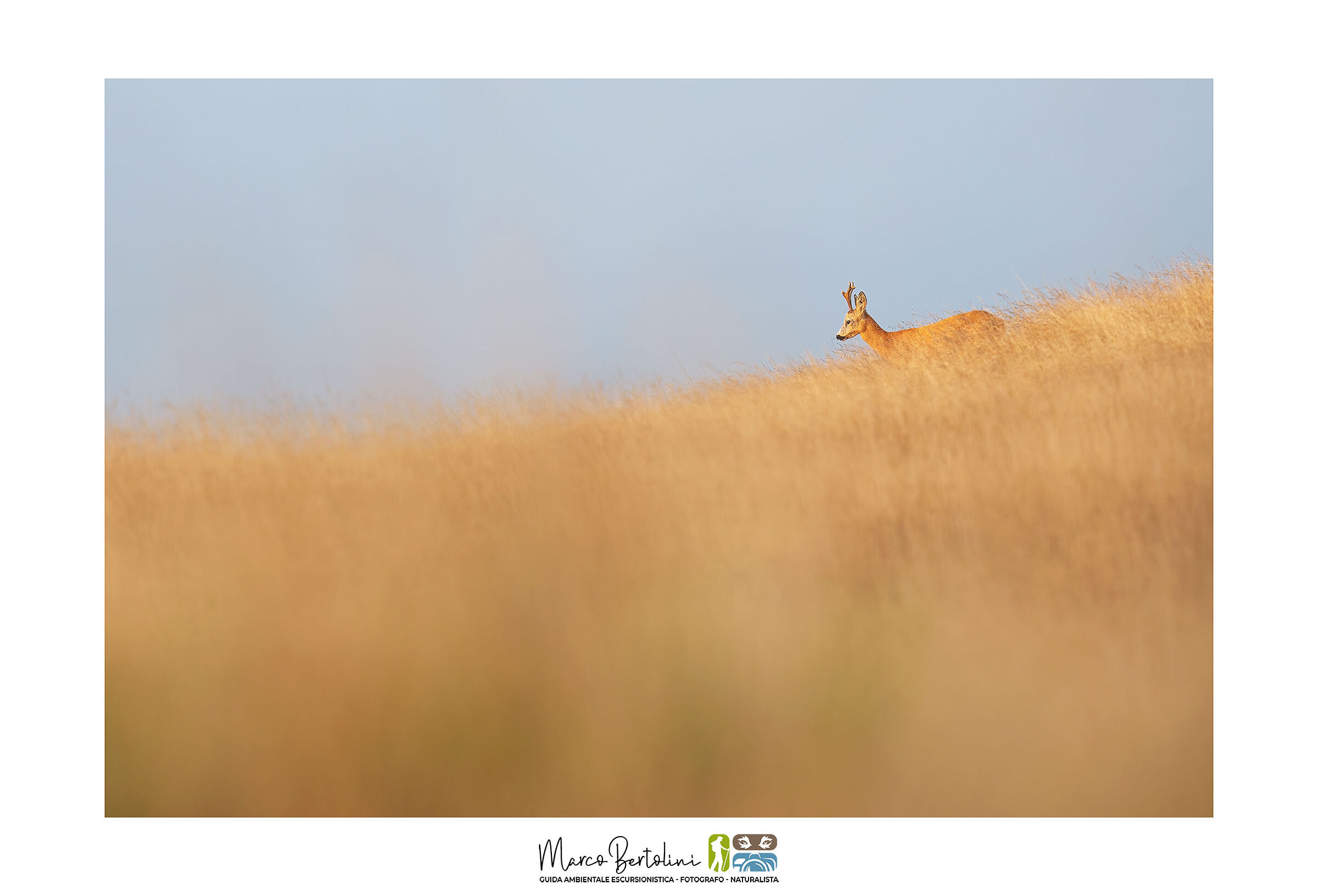 Roe deer at first light