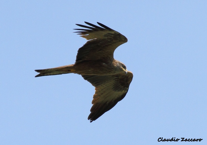 Red Kite