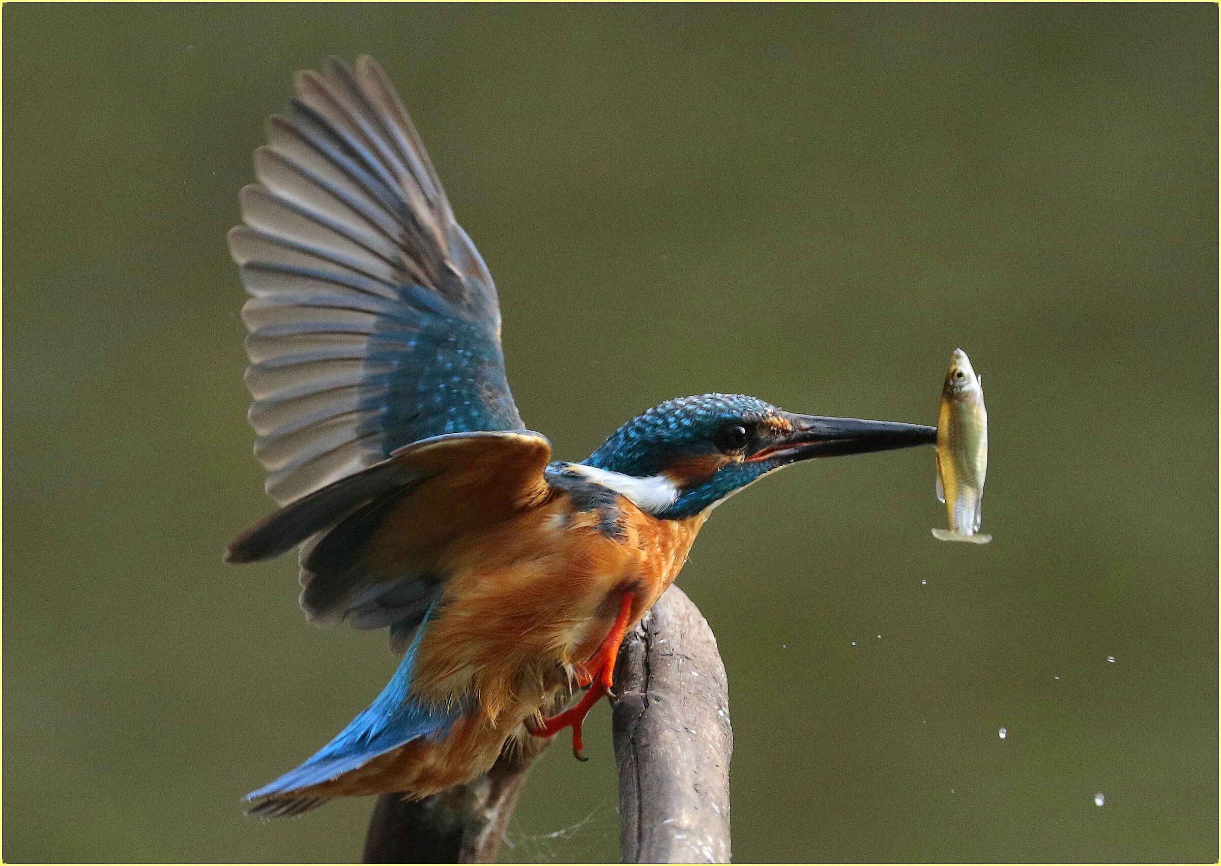 '' Kingfisher ''