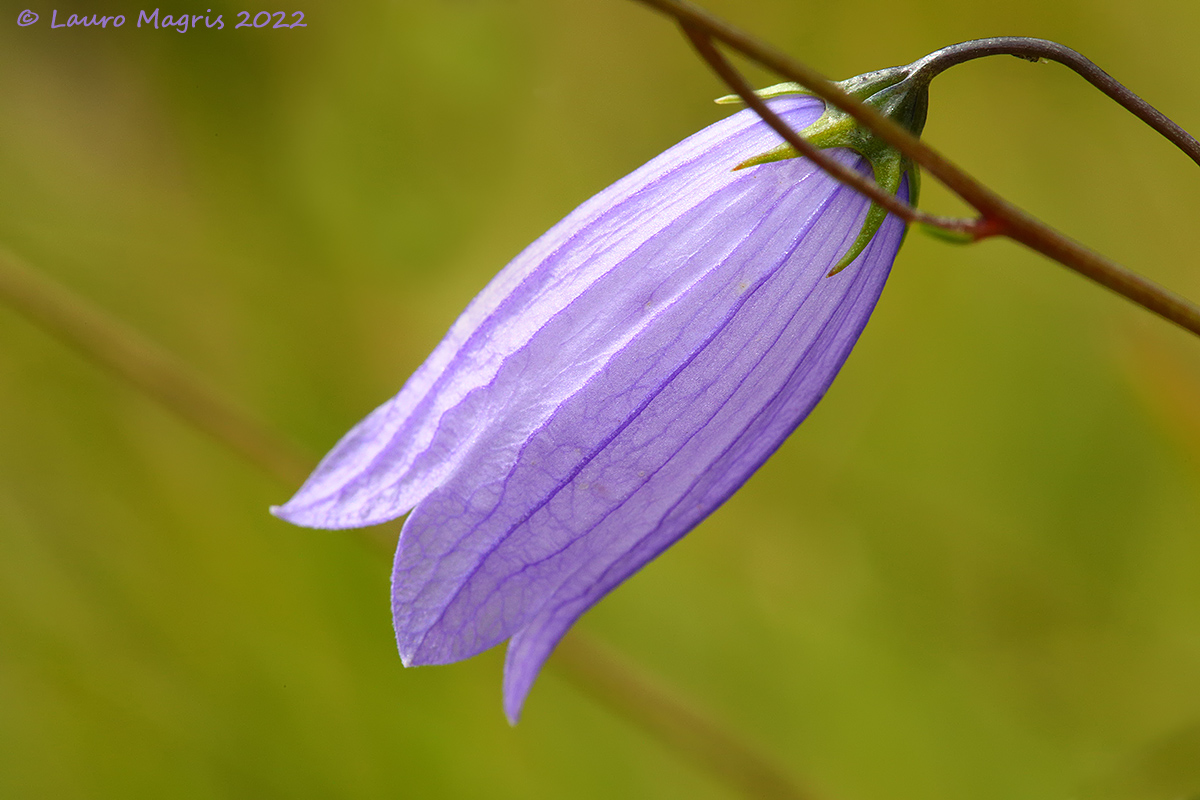 Campanula cespugliosa