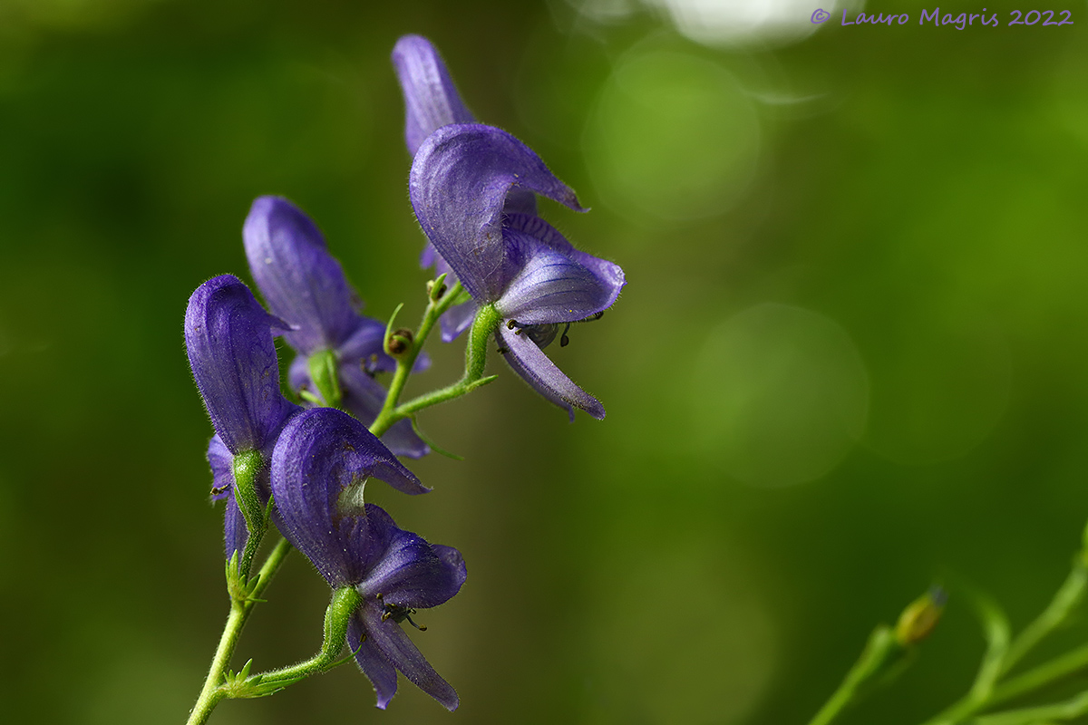 Aconito napello