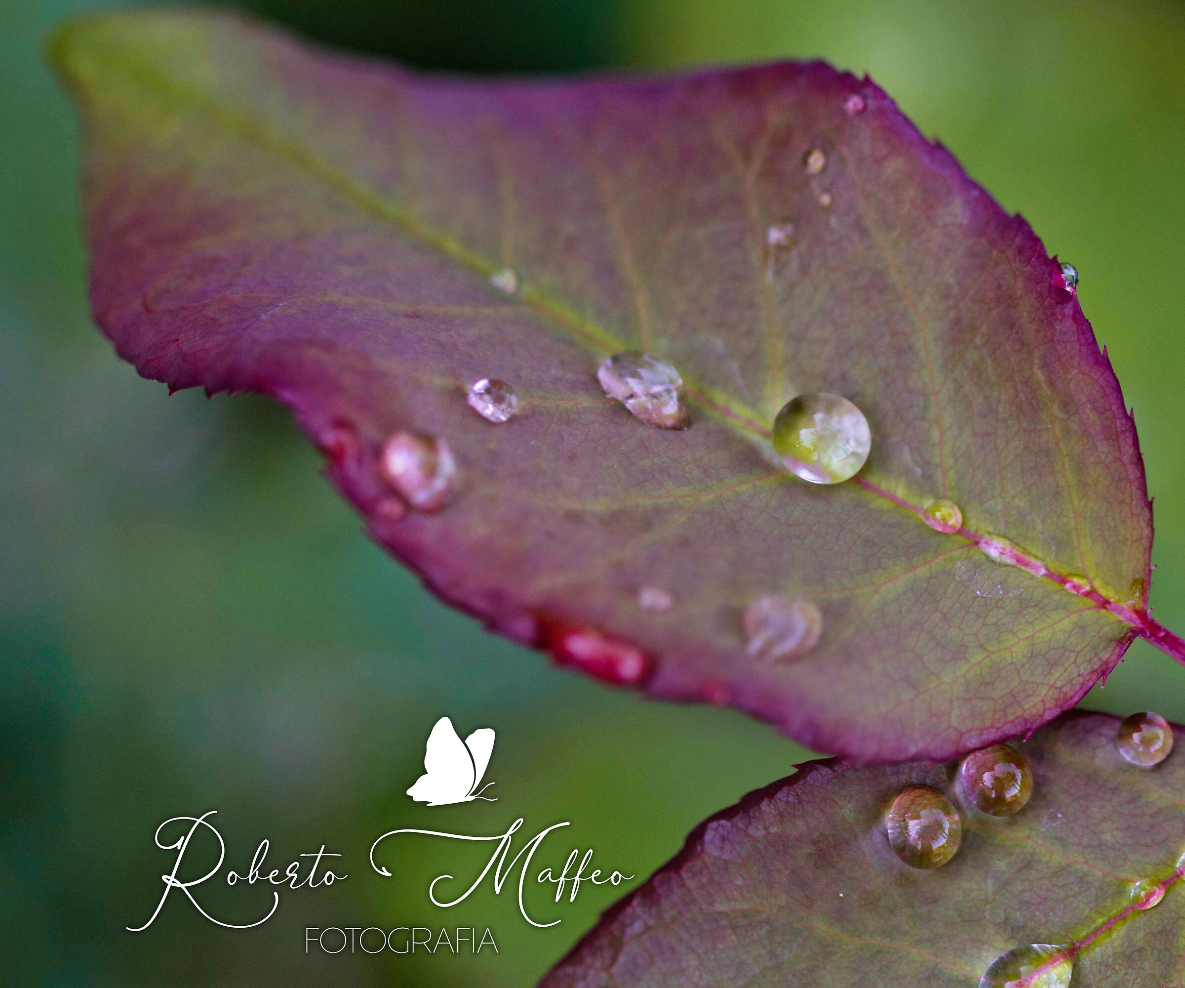 gocce d acqua sulle foglie