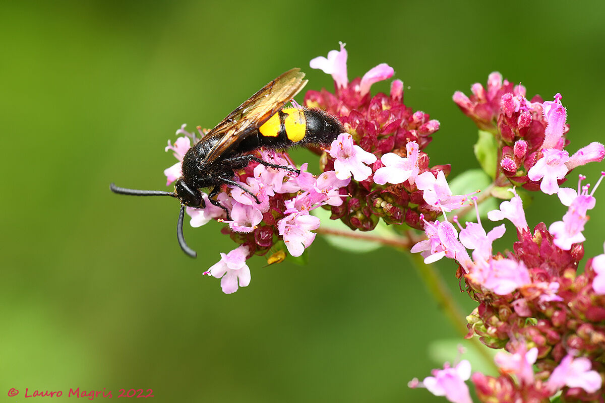 To the assault of common oregano