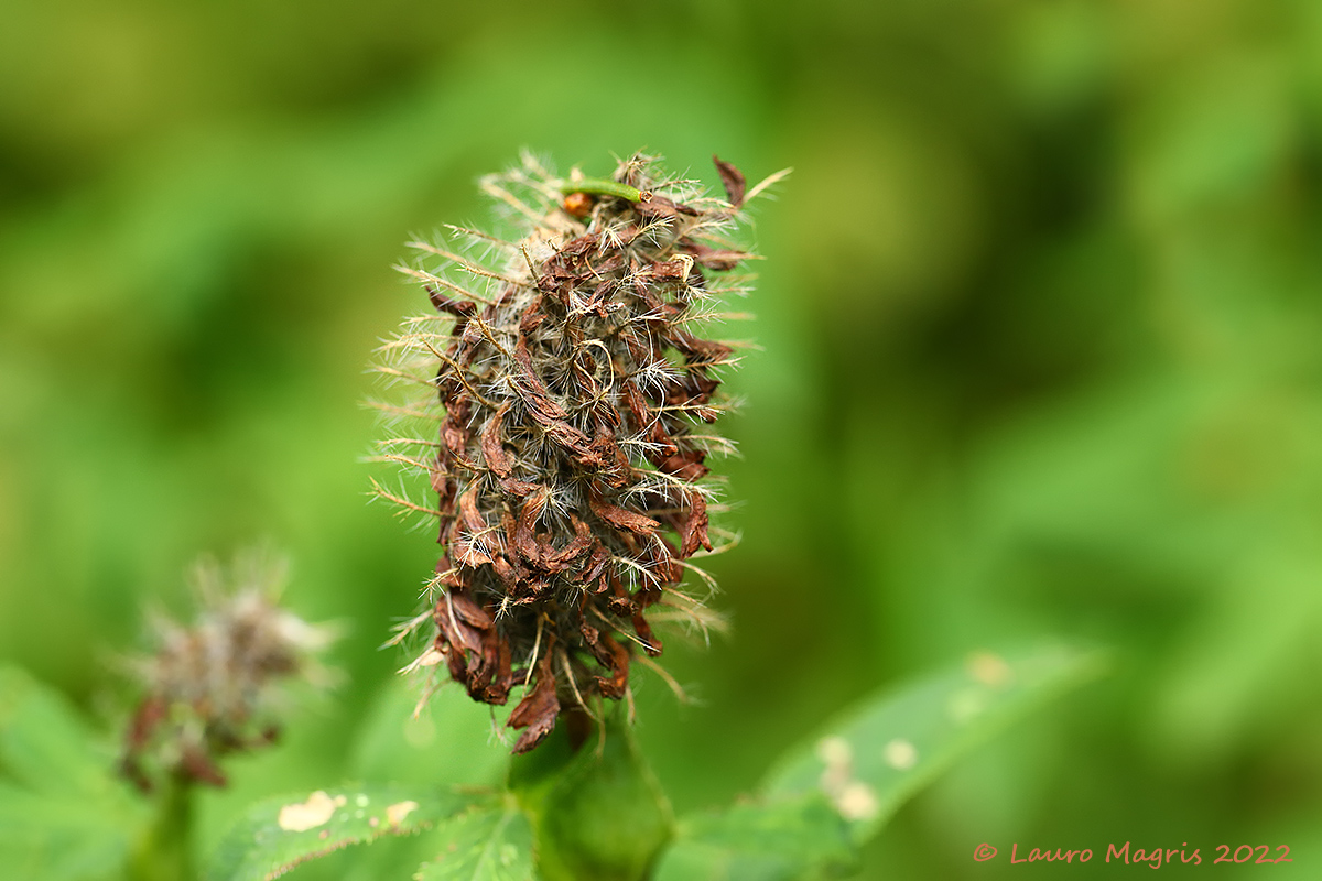 Trifoglio rosseggiante