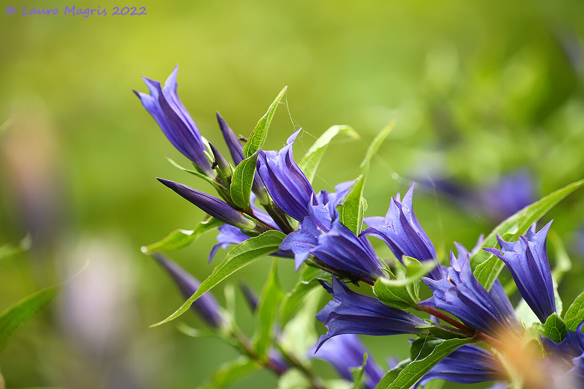 Genziana minore