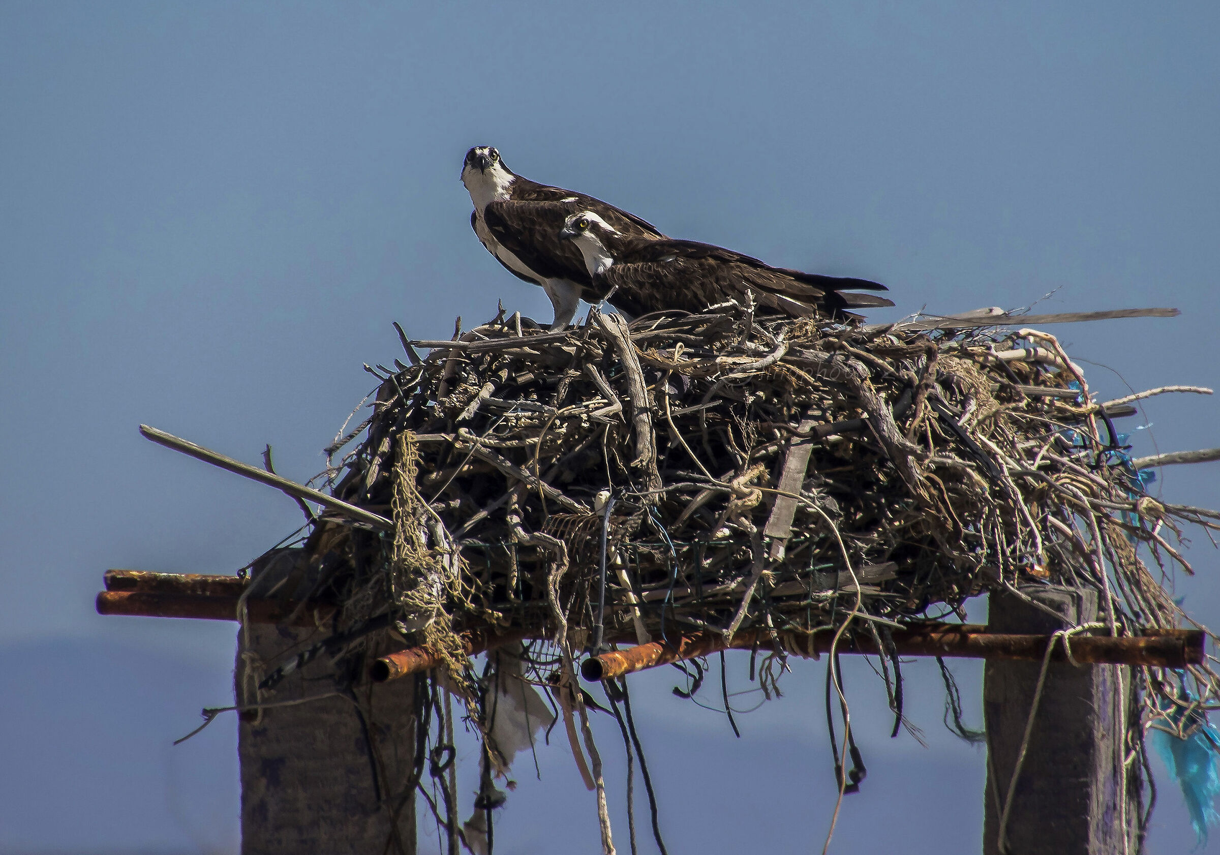 Ospreys pair at the nest