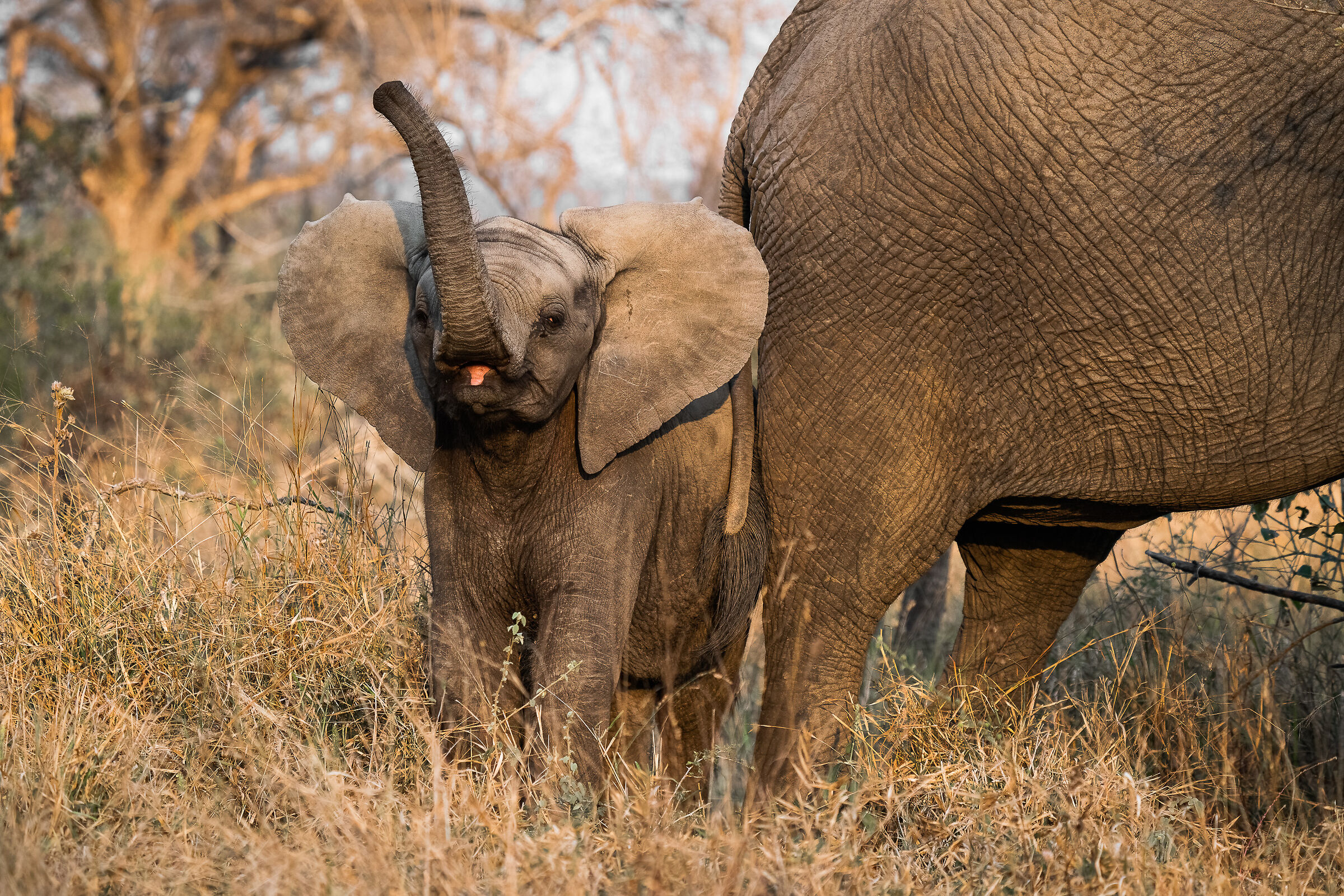 elefantino arrabbiato