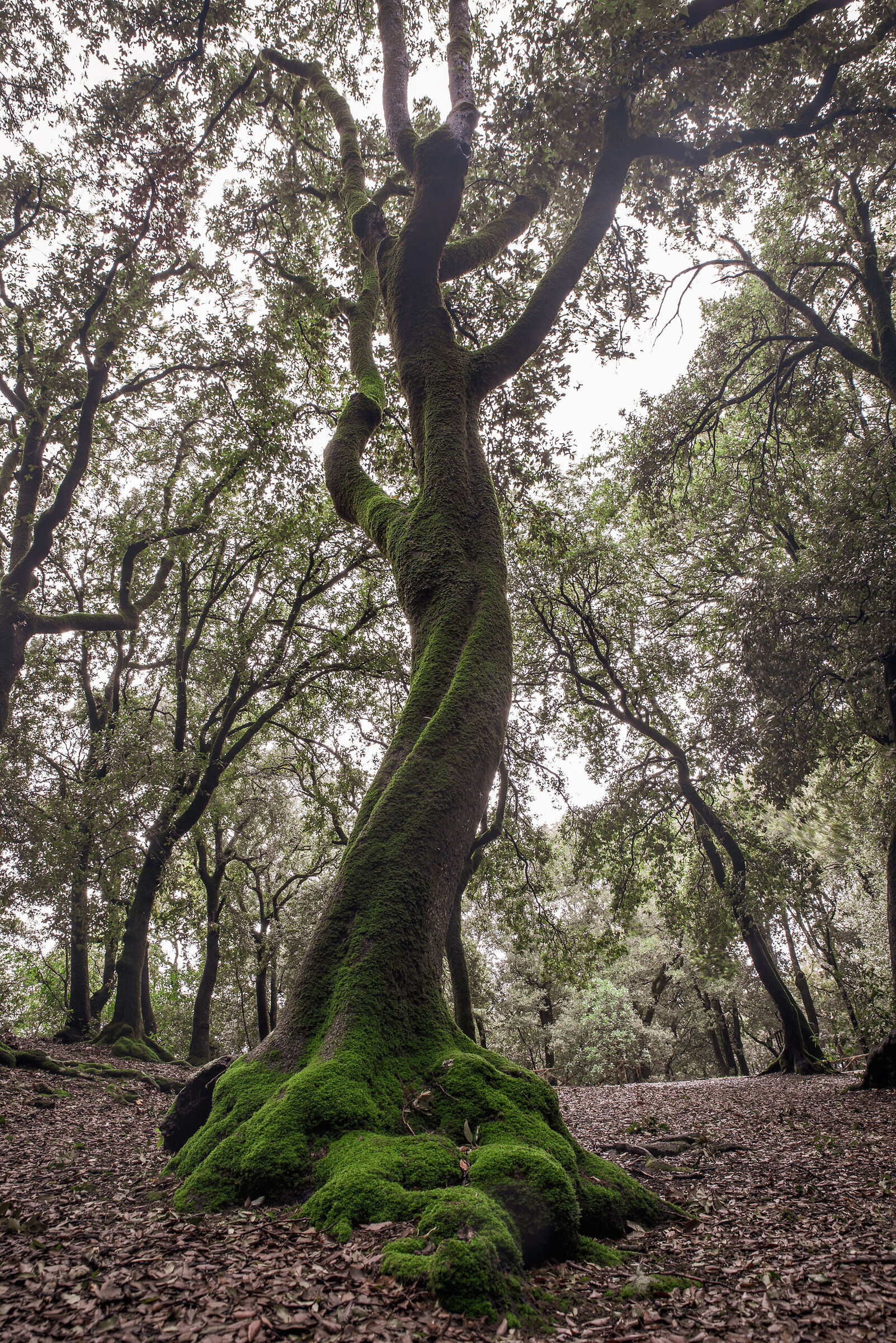 The dance of the Holm oak
