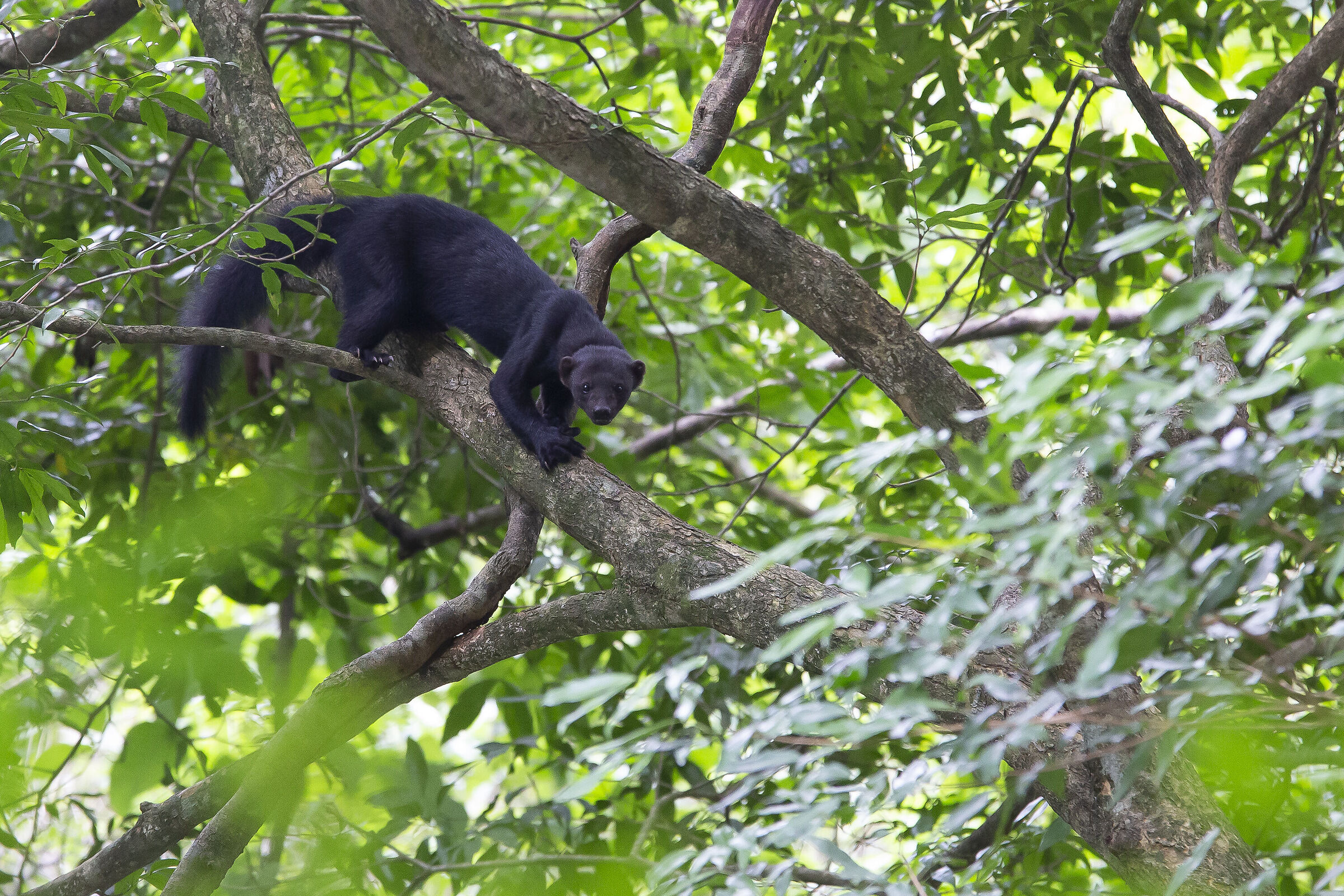 Tayra o tolomuco