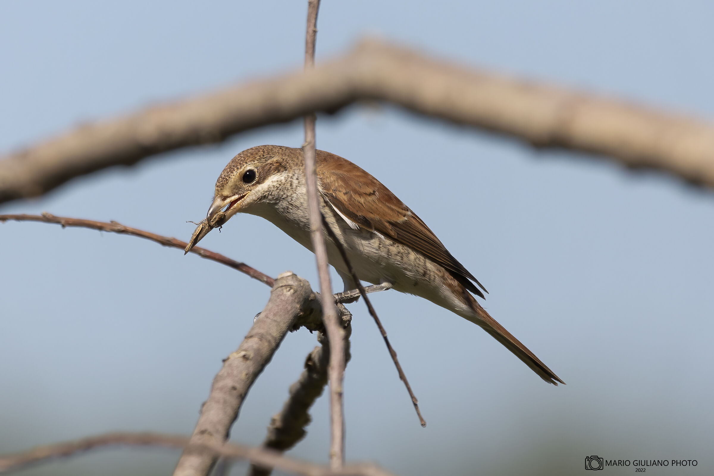 Small shrike with prey