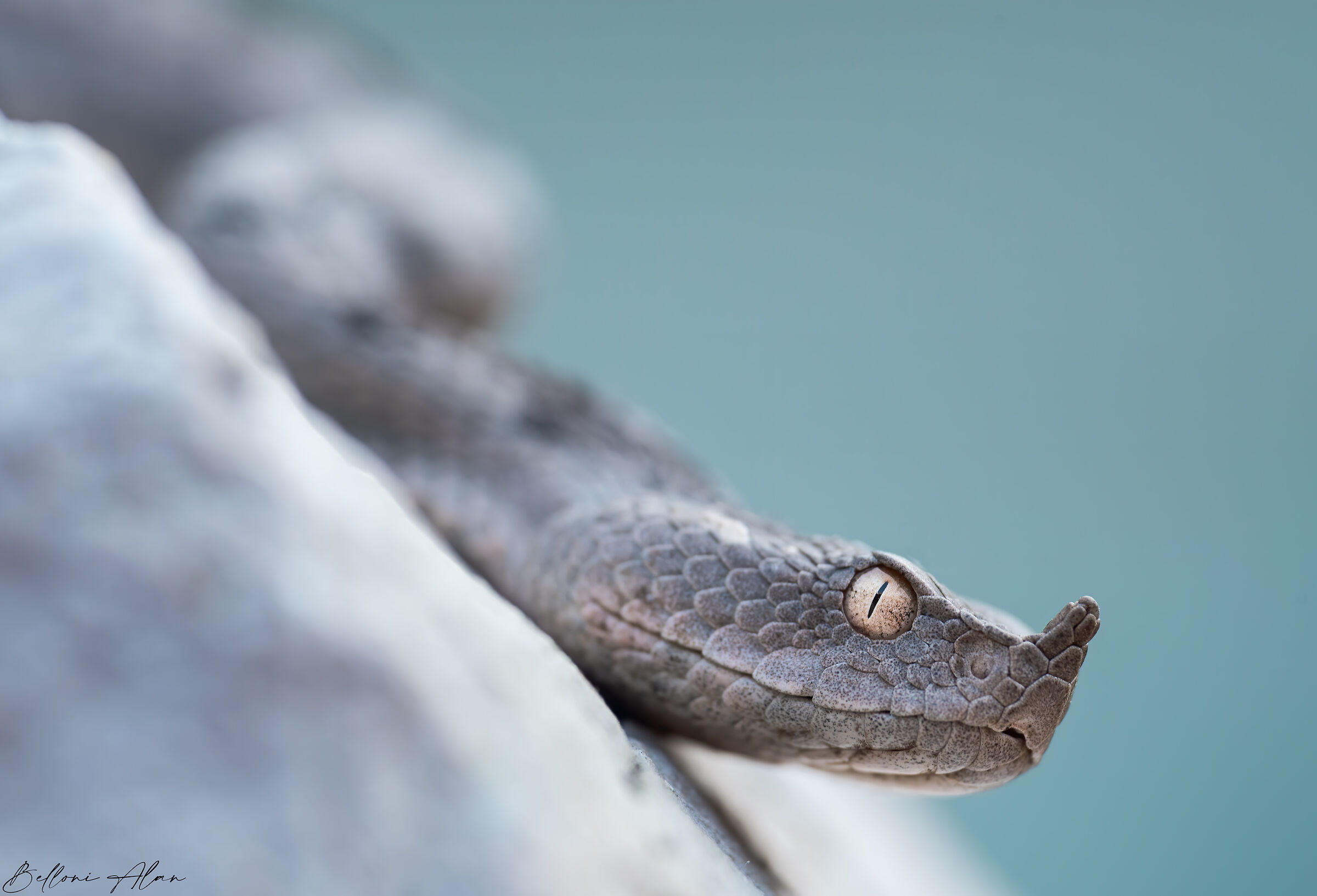 horned viper.