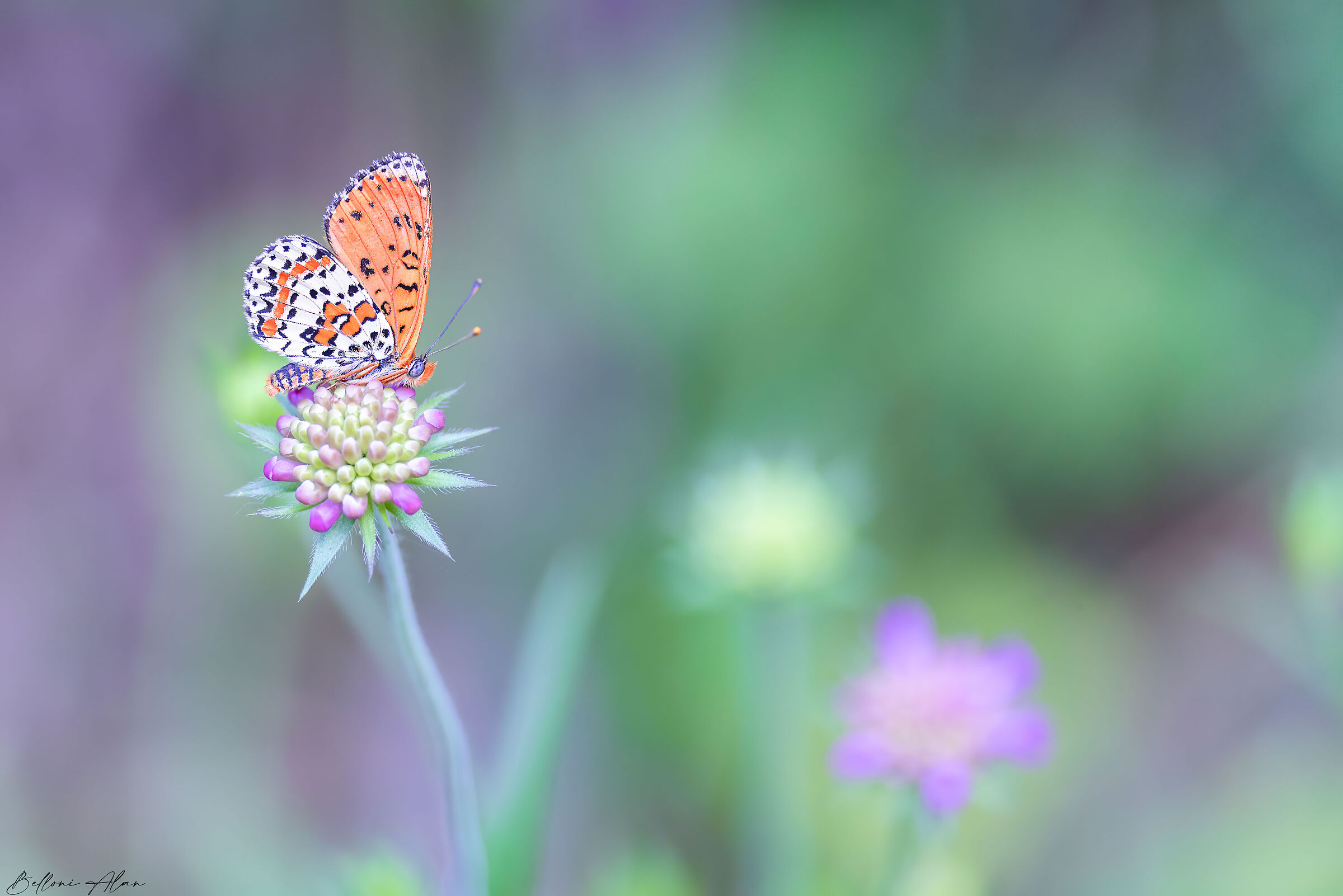 Melitaea didyma.