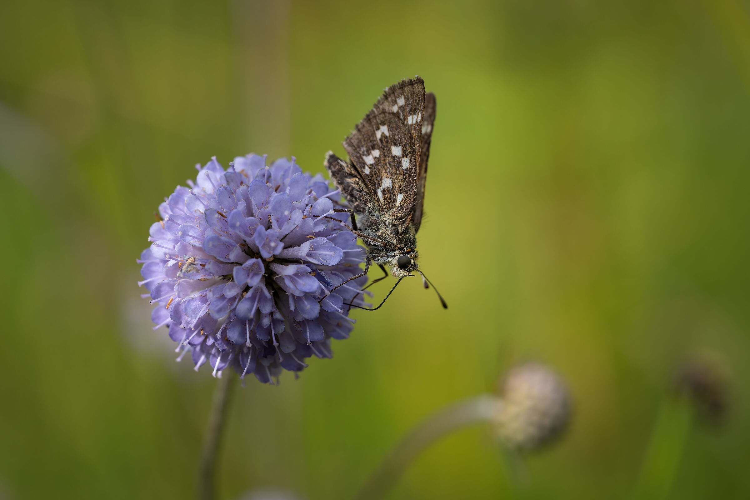 The house of the Pyrgus