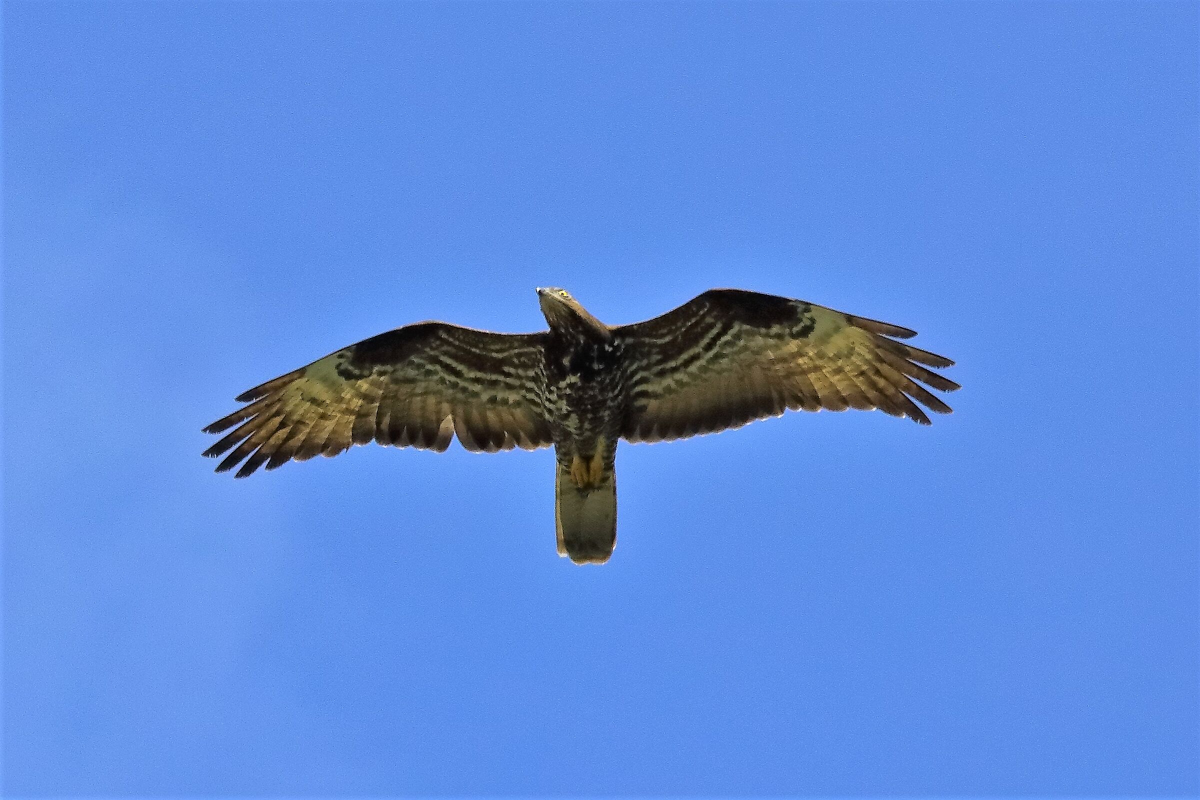 pecchiaiolo 26-06-2022