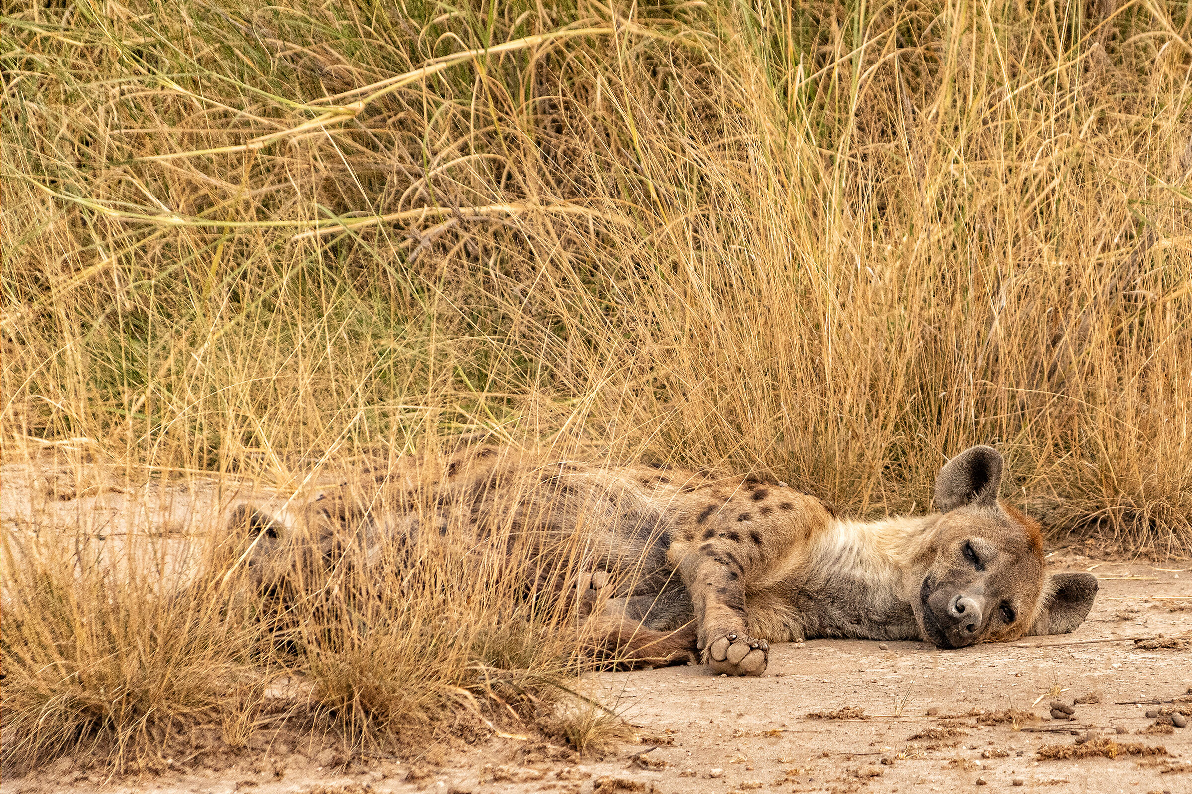Spotted hyena