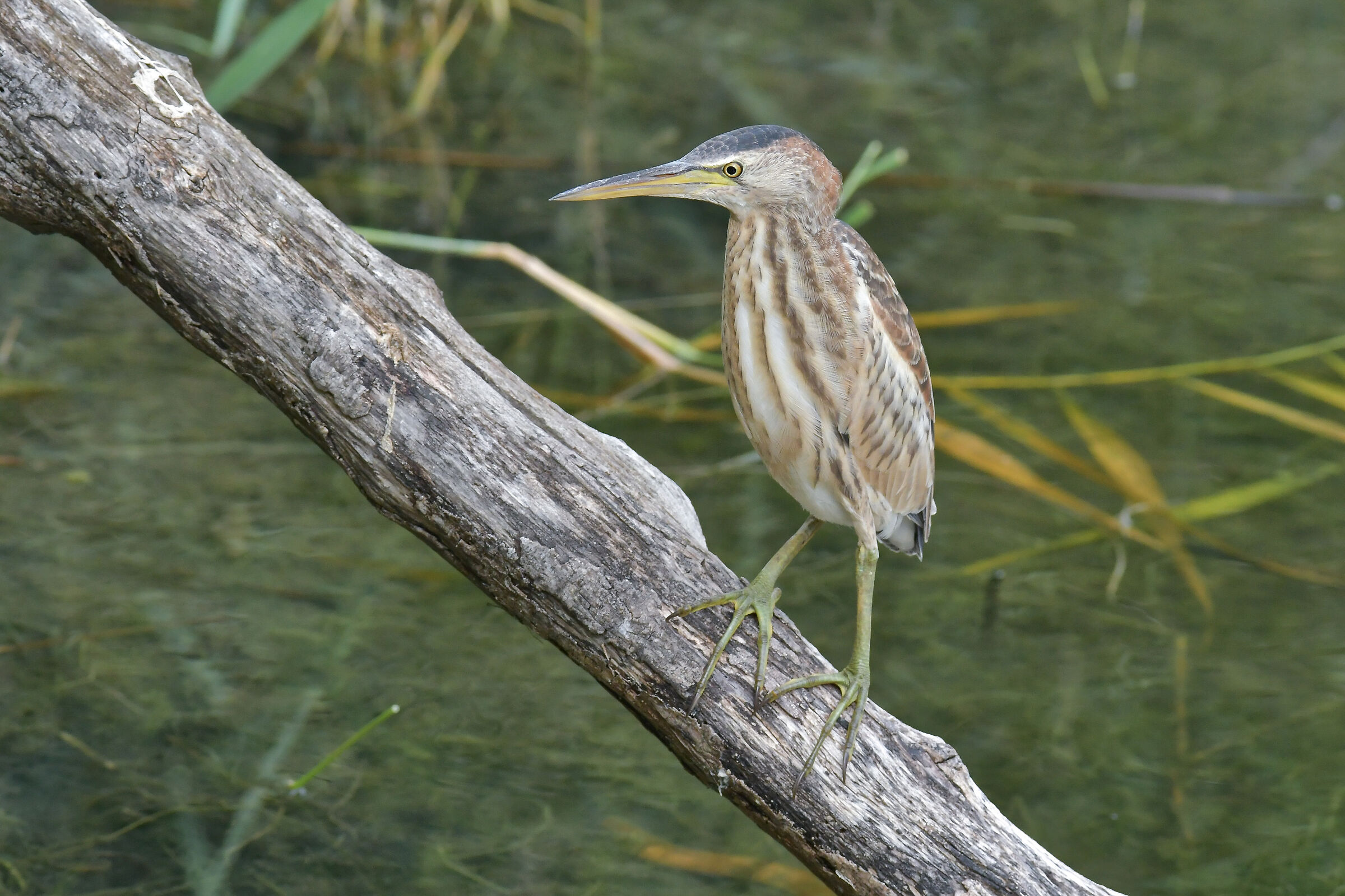 Little bittern