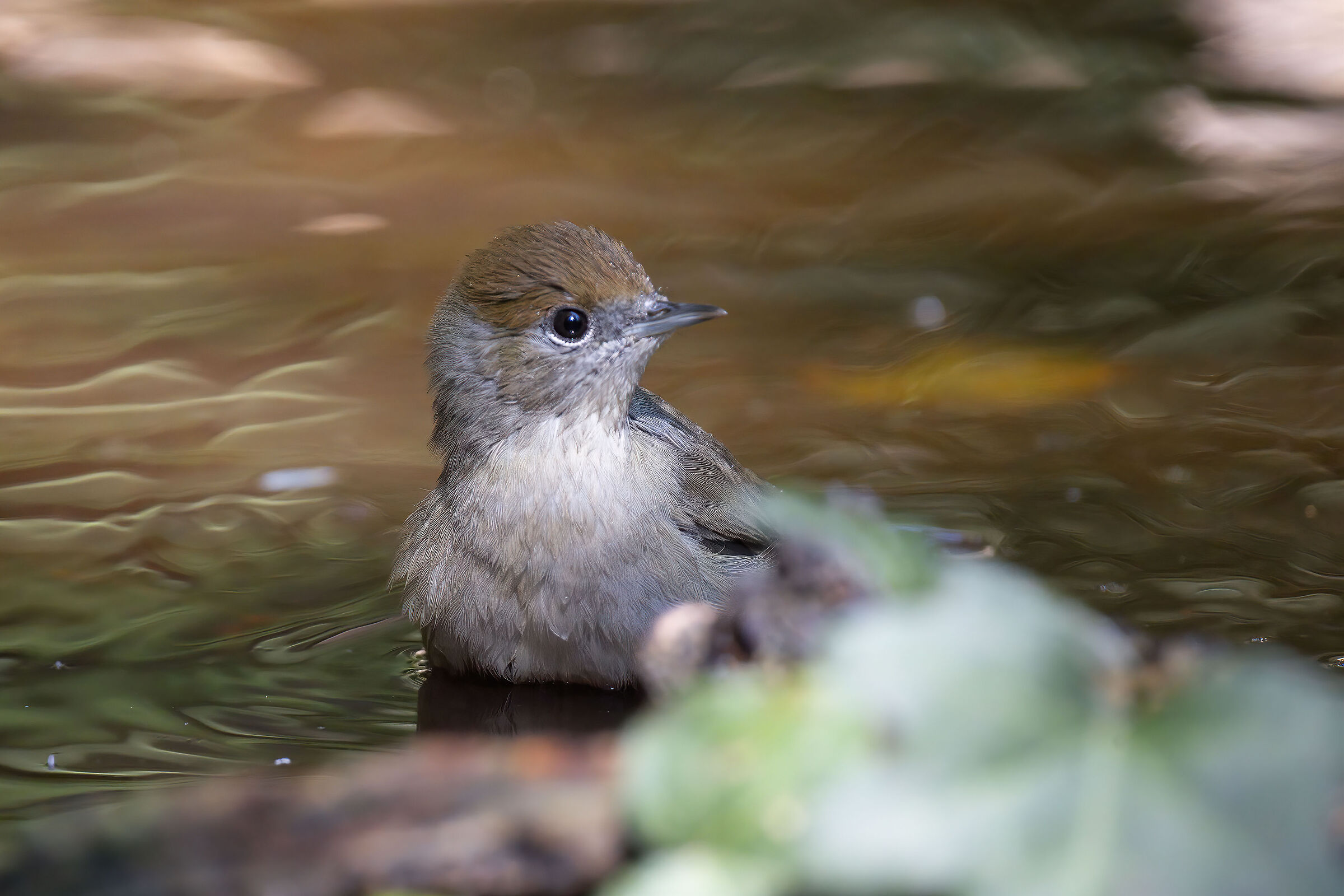 Il bagnetto della Capinera