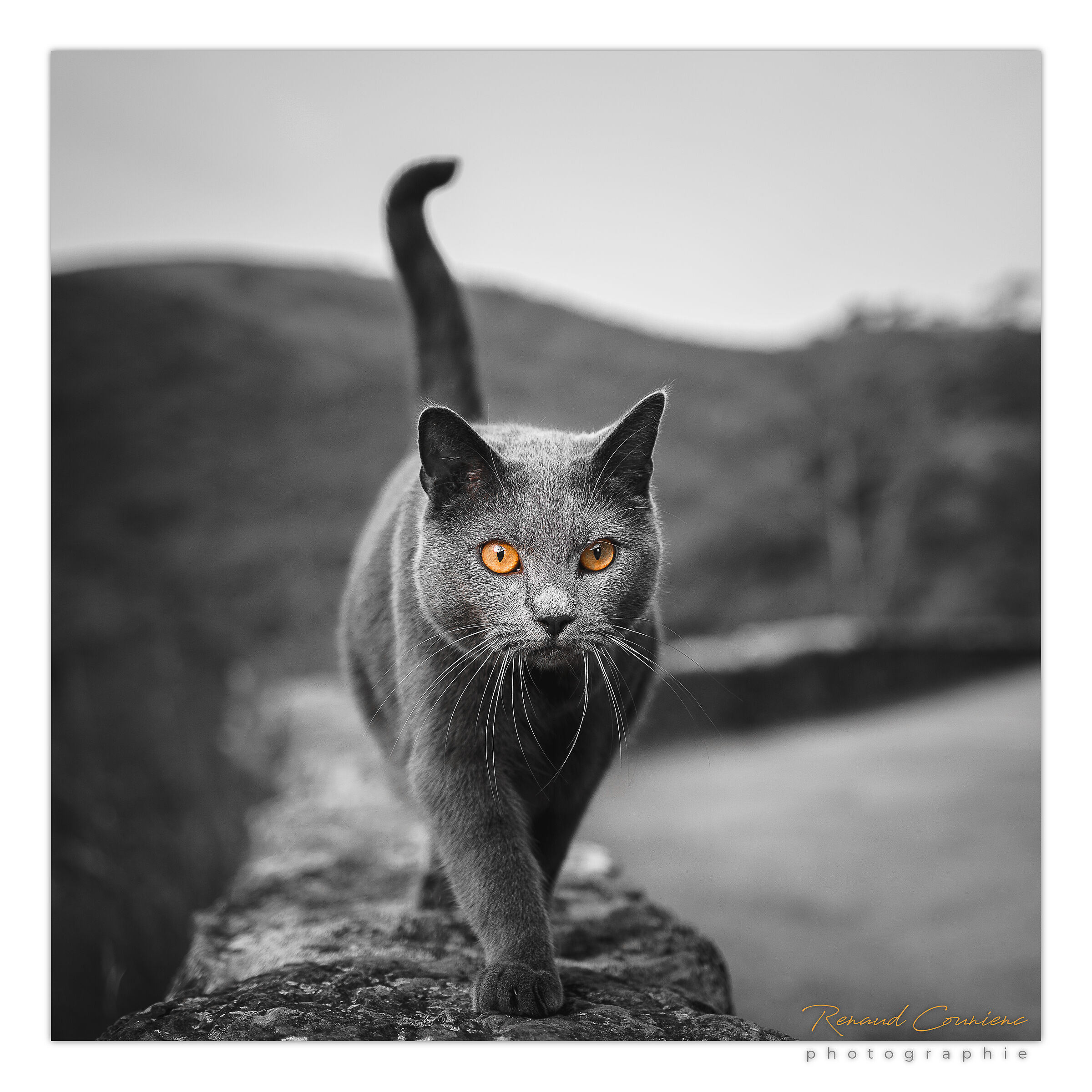 Il certosino