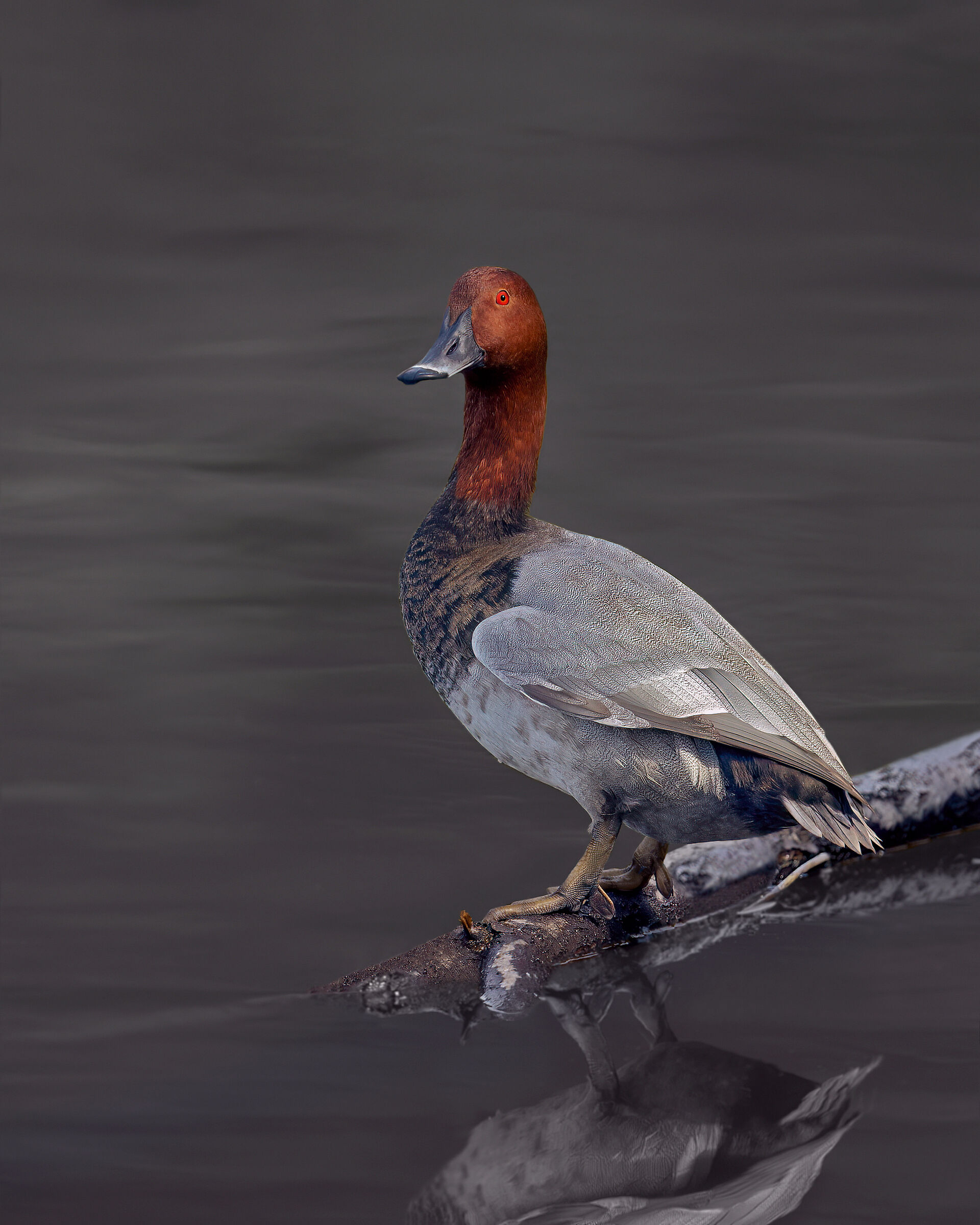 Common pochard
