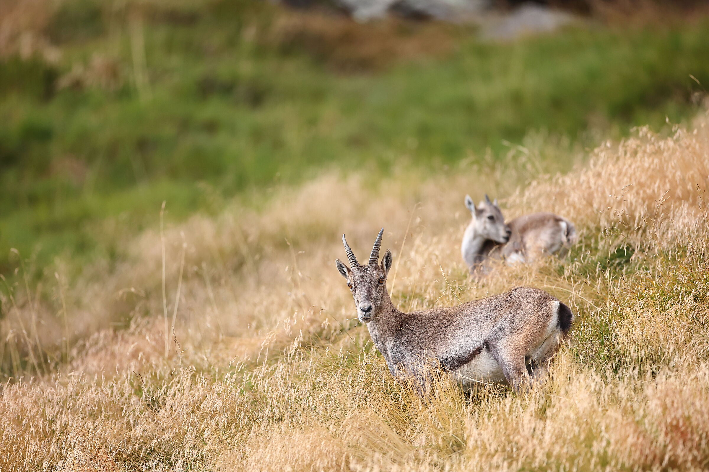 Mamma Stambecco e il suo piccolo