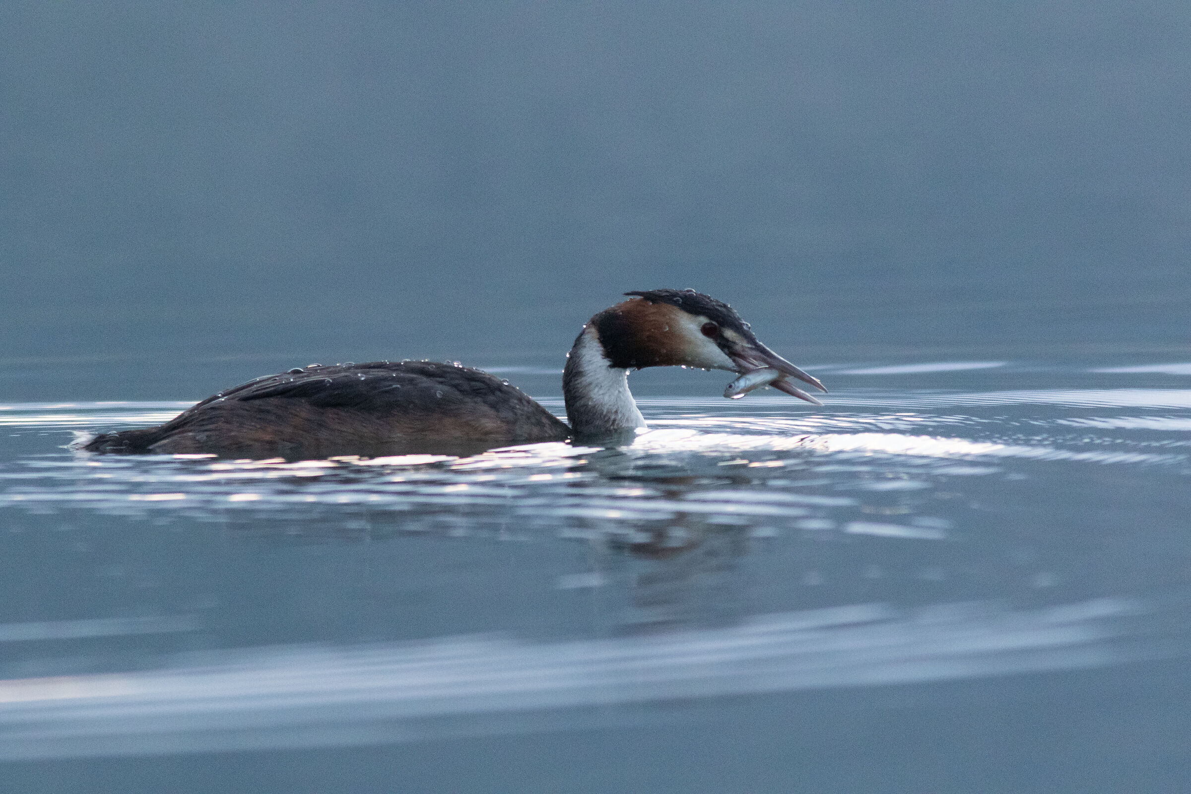 La pesca miracolosa…