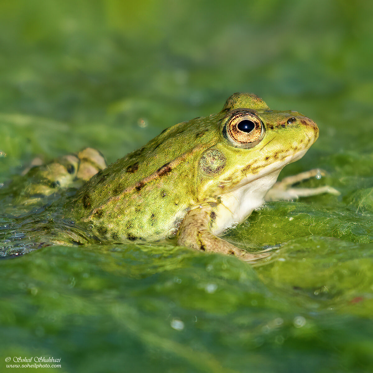 Frog